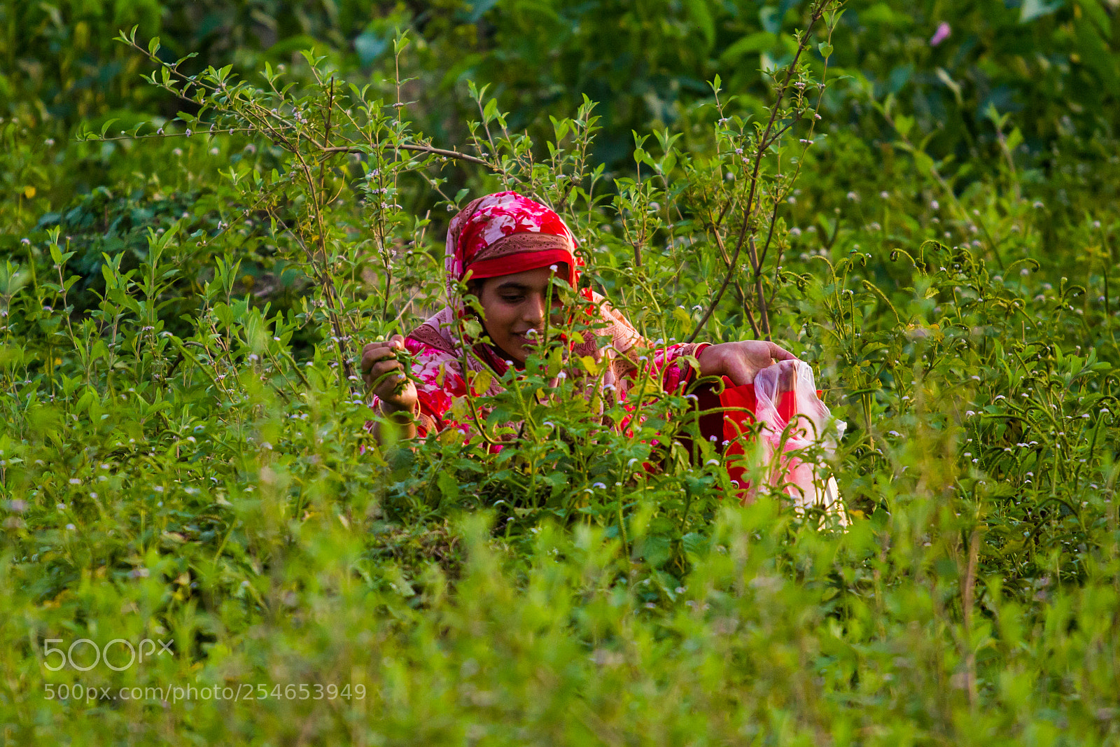 Canon EOS 60D sample photo. Greens collector photography
