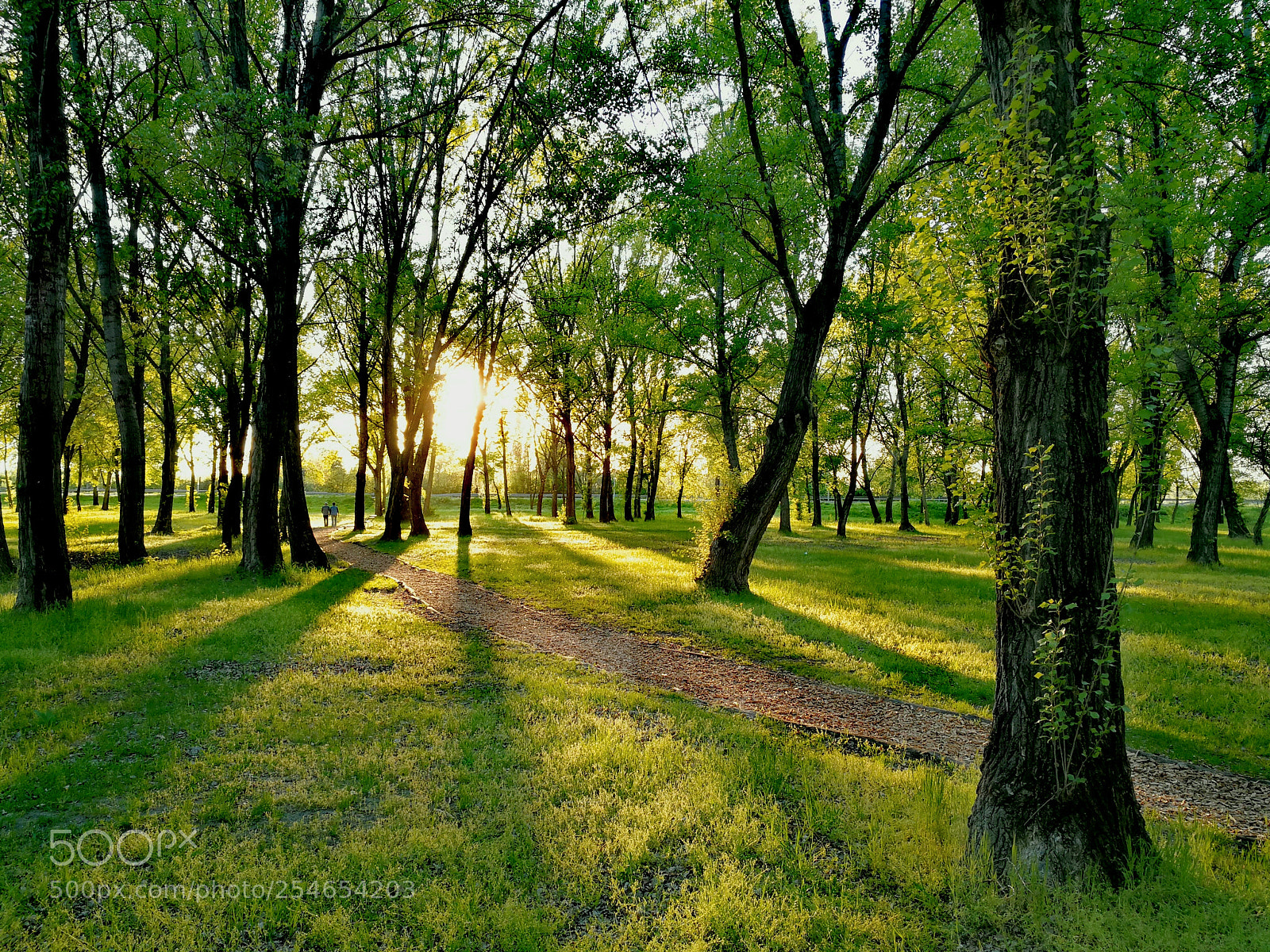 HUAWEI Mate 9 sample photo. Through the greening park photography