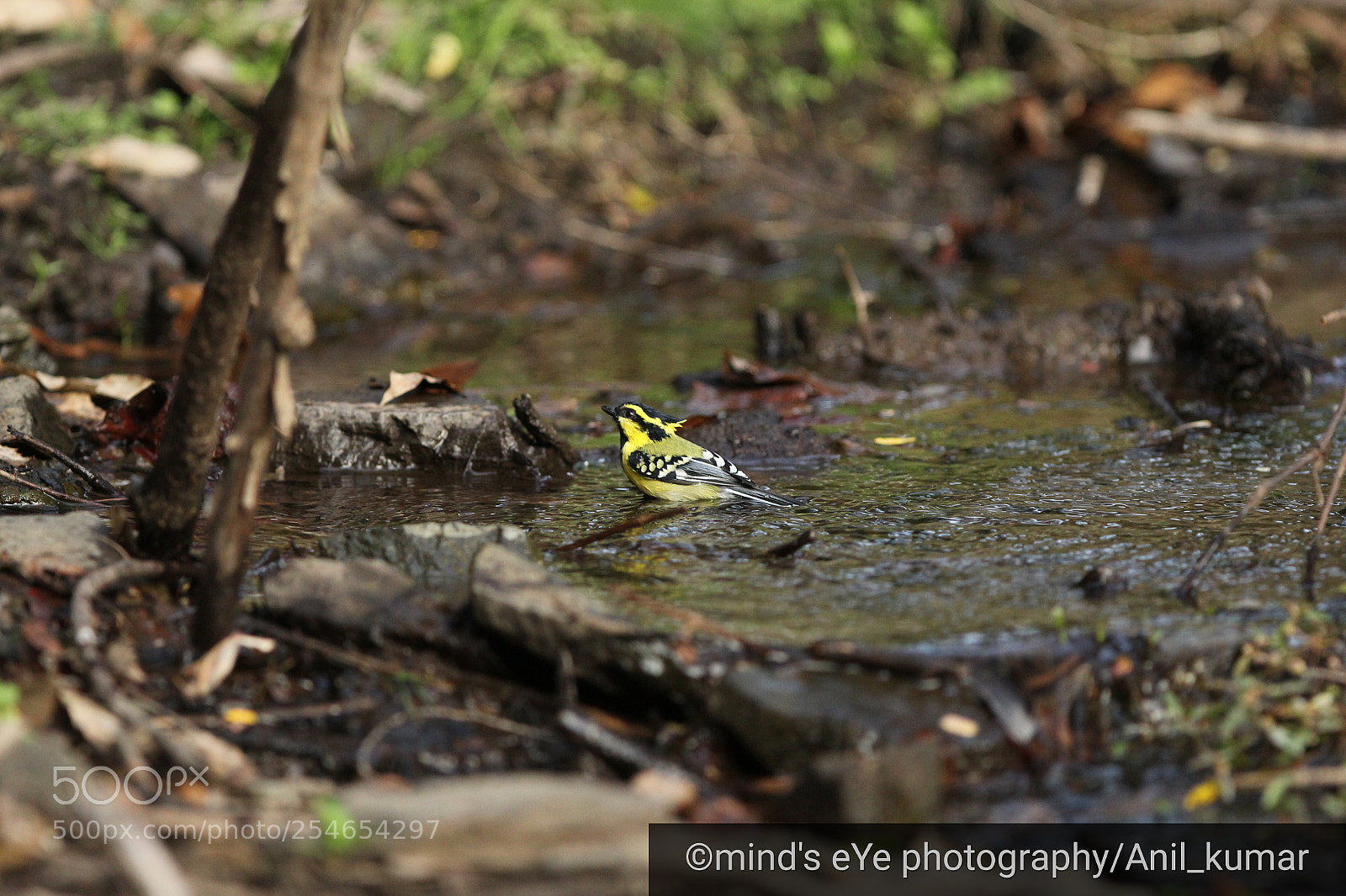 Canon EOS 60D sample photo. Little aves photography