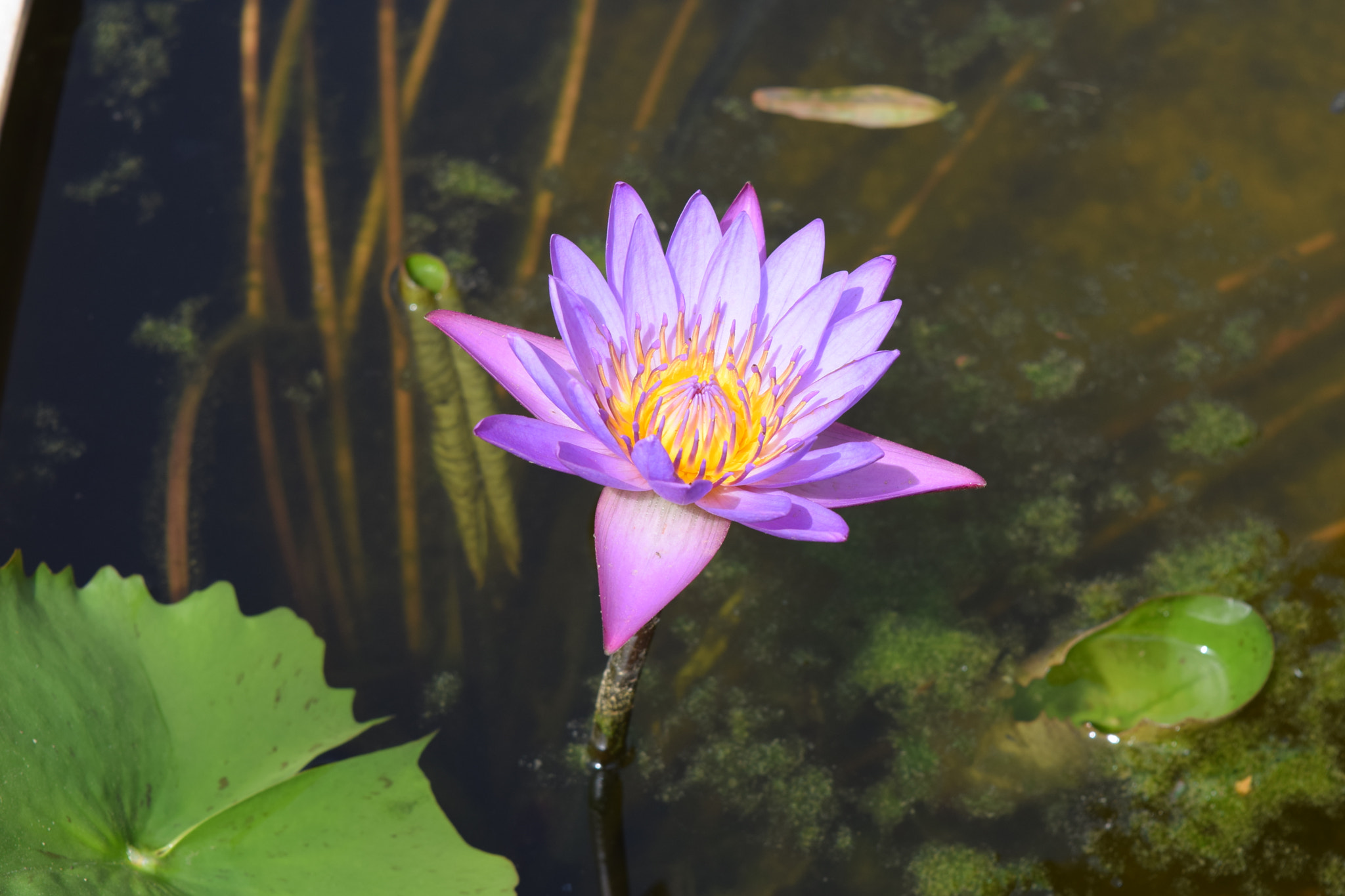 Nikon D5300 sample photo. Lotus from rajasthan photography