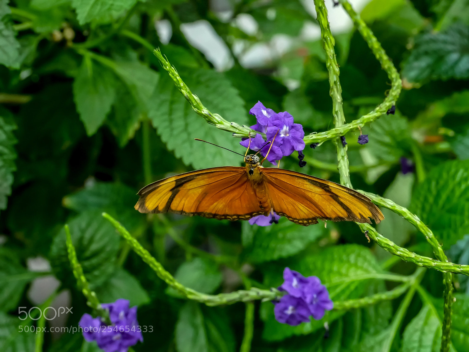 Panasonic Lumix DMC-G85 (Lumix DMC-G80) sample photo. Butterfly in the belfry photography