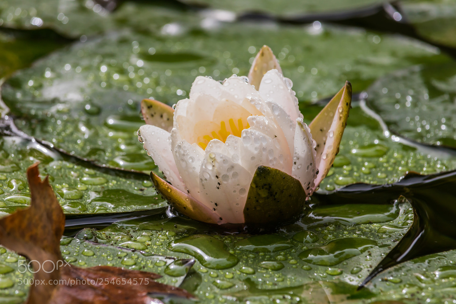 Canon EOS 760D (EOS Rebel T6s / EOS 8000D) sample photo. Lotus photography