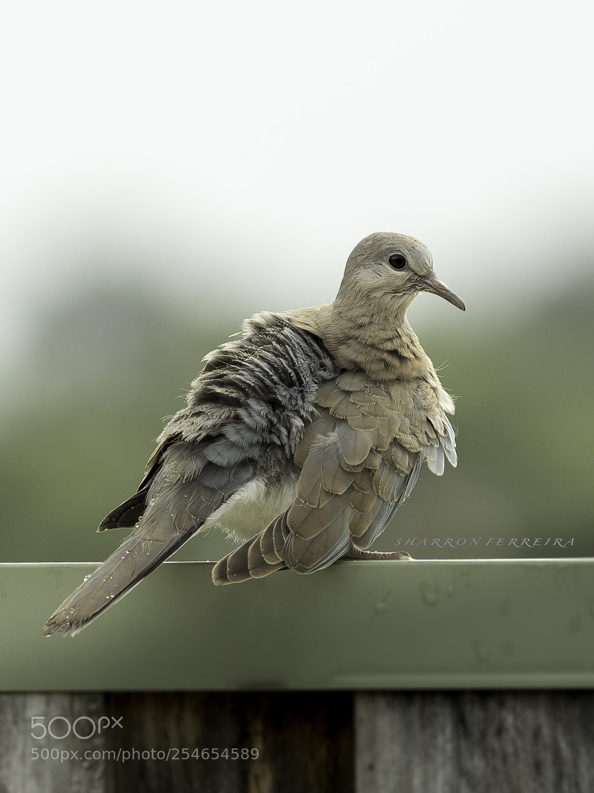 Olympus OM-D E-M5 II sample photo. Ruffled feathers photography
