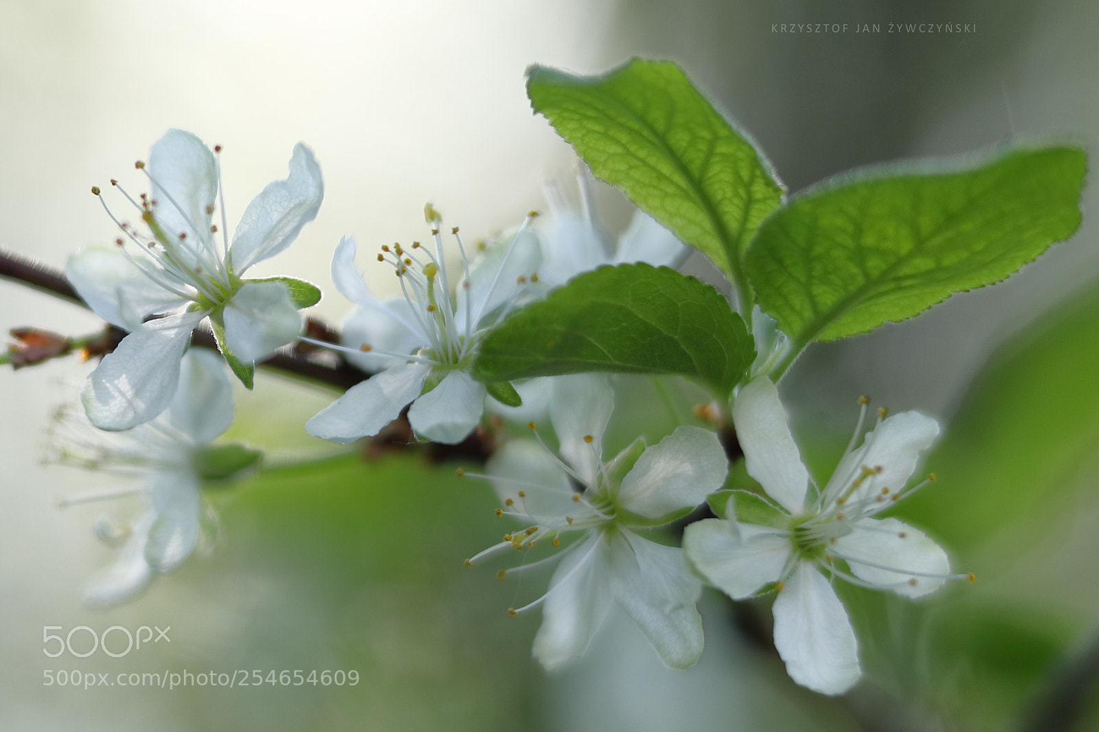 Canon EOS 5D Mark IV sample photo. * * * photography