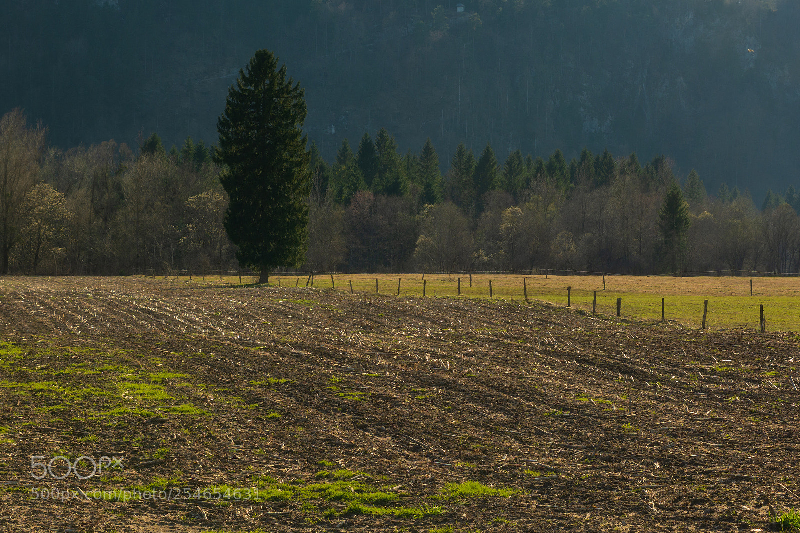 Nikon D7100 sample photo. Lonely tree photography