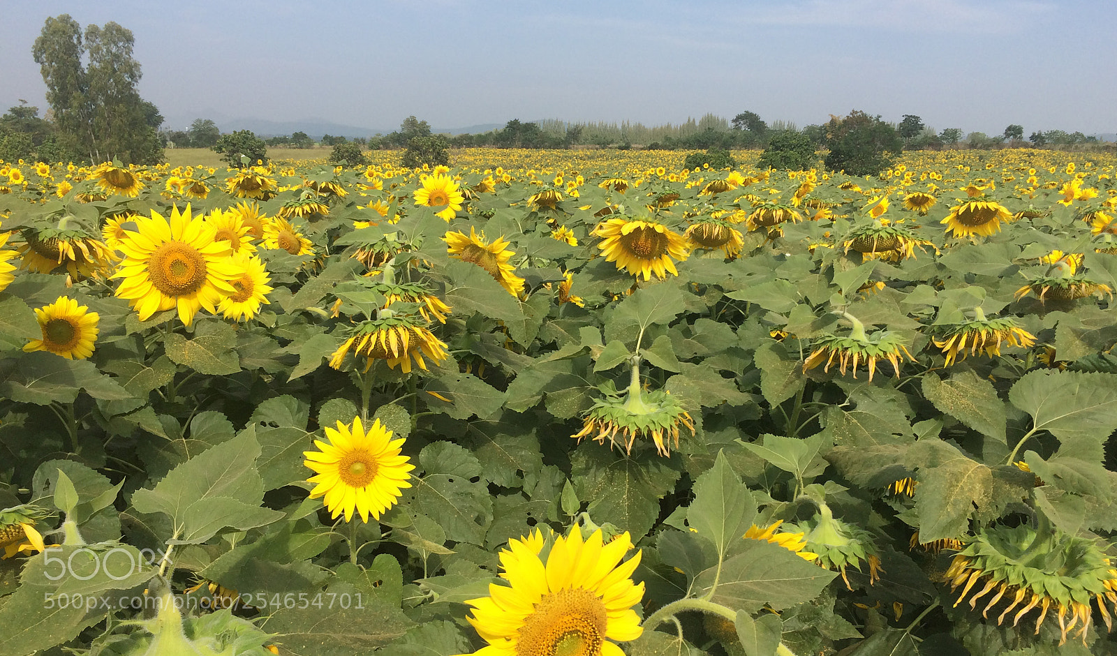 Apple iPhone 5s sample photo. Sunflower photography