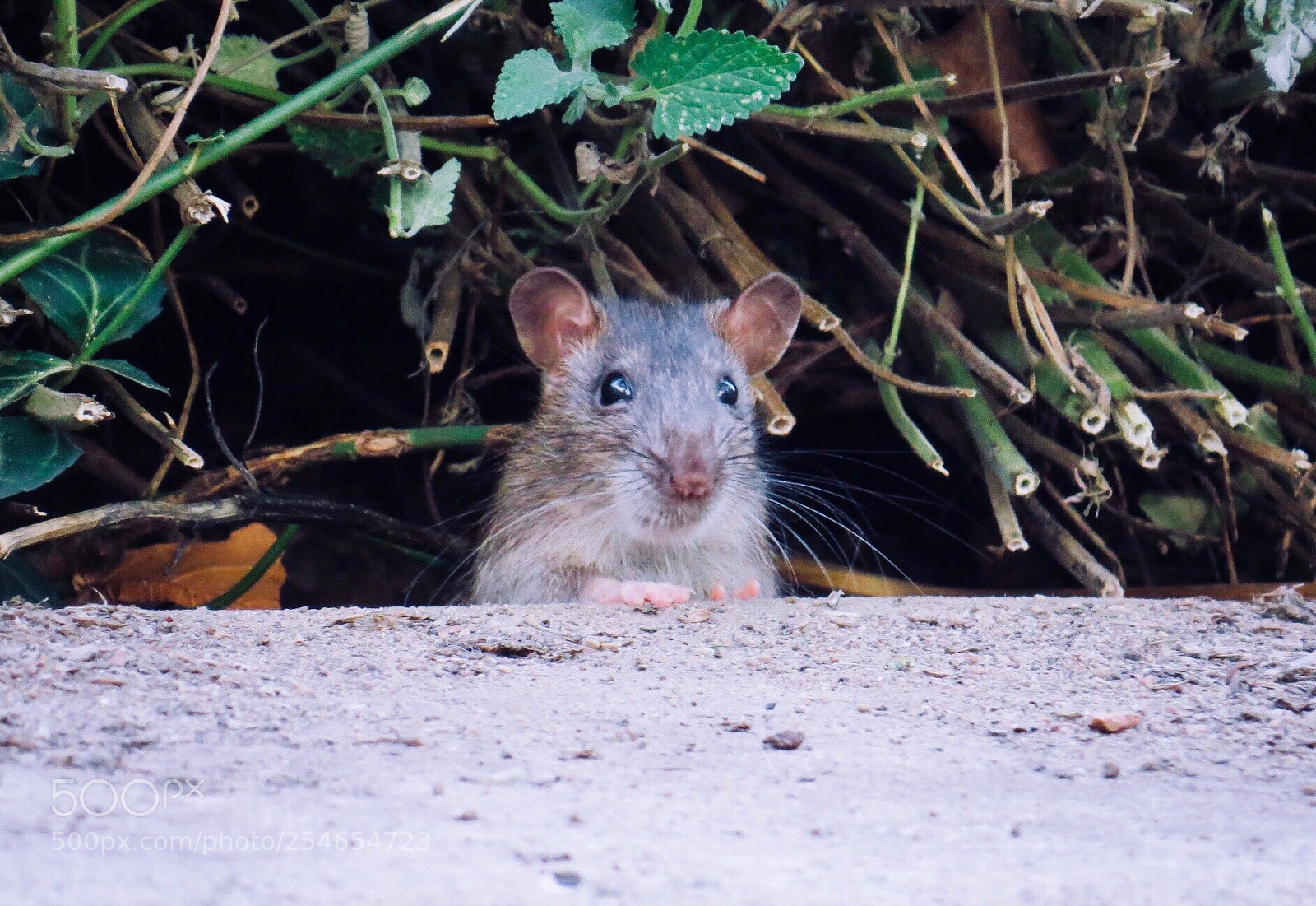 Canon PowerShot SX50 HS sample photo. Still a cutie  photography