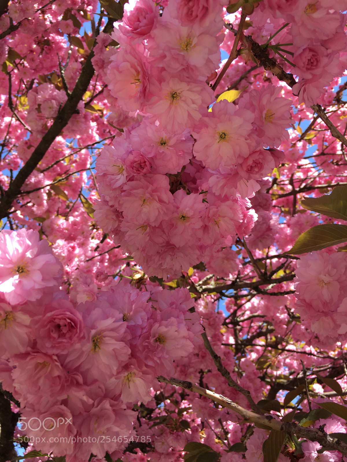 Apple iPhone 6s sample photo. Color photography