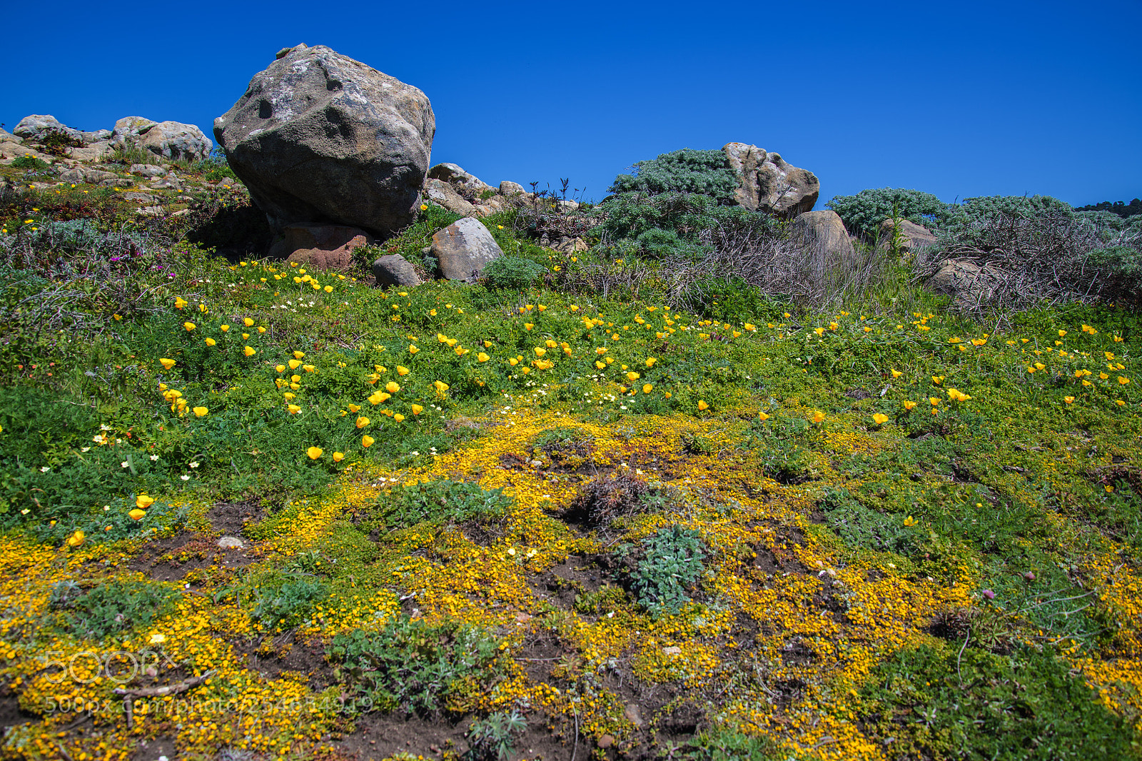 Nikon D850 sample photo. Wild flowers photography