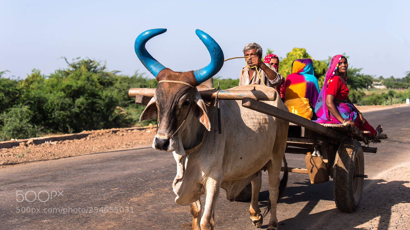 Nikon D800 sample photo. Sacred cow photography