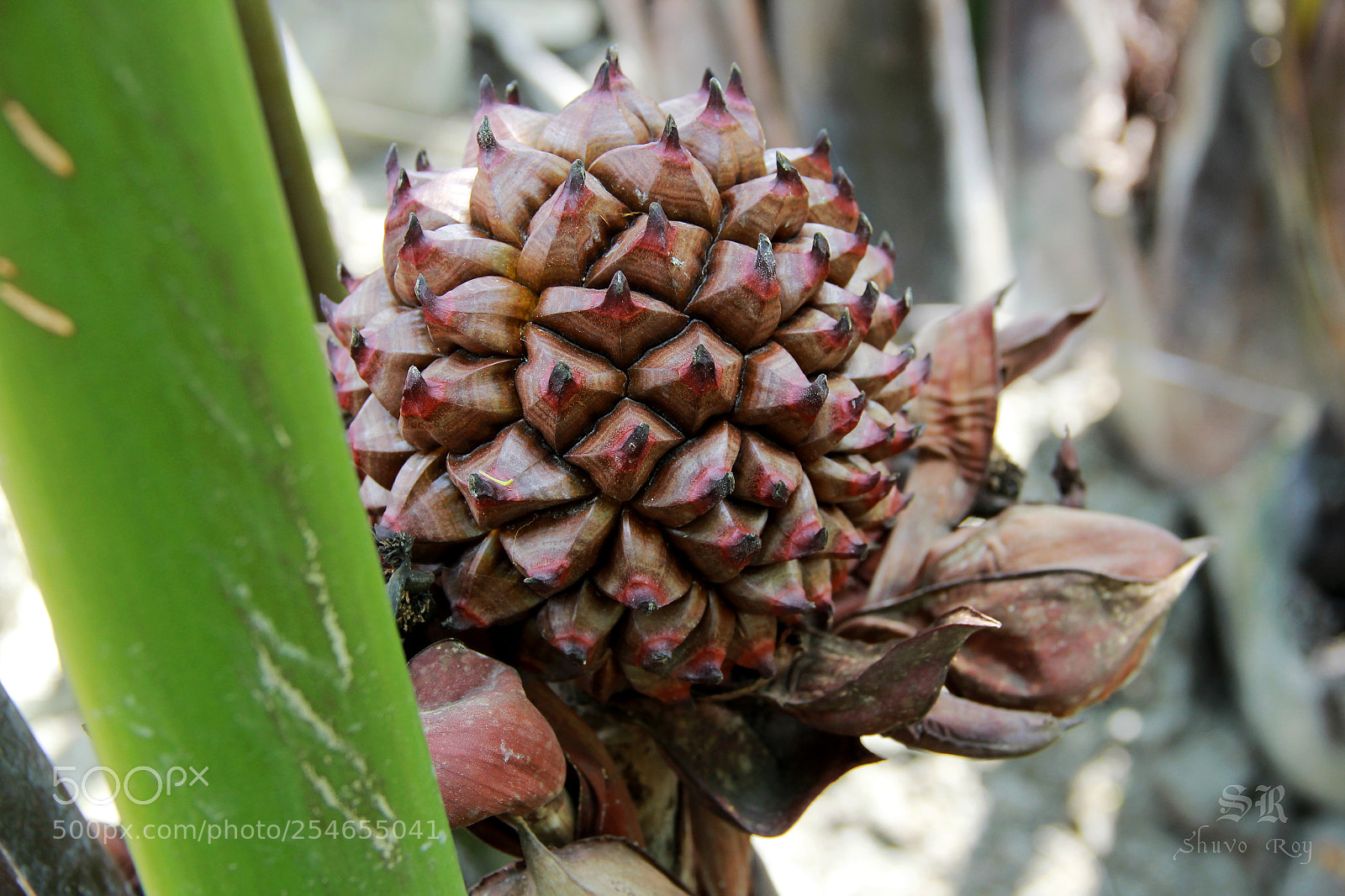 Canon EOS 60D sample photo. A globular fruit cluster photography