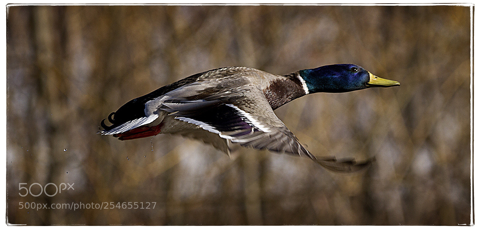 Canon EOS 7D sample photo. Mallard in flight 1. photography