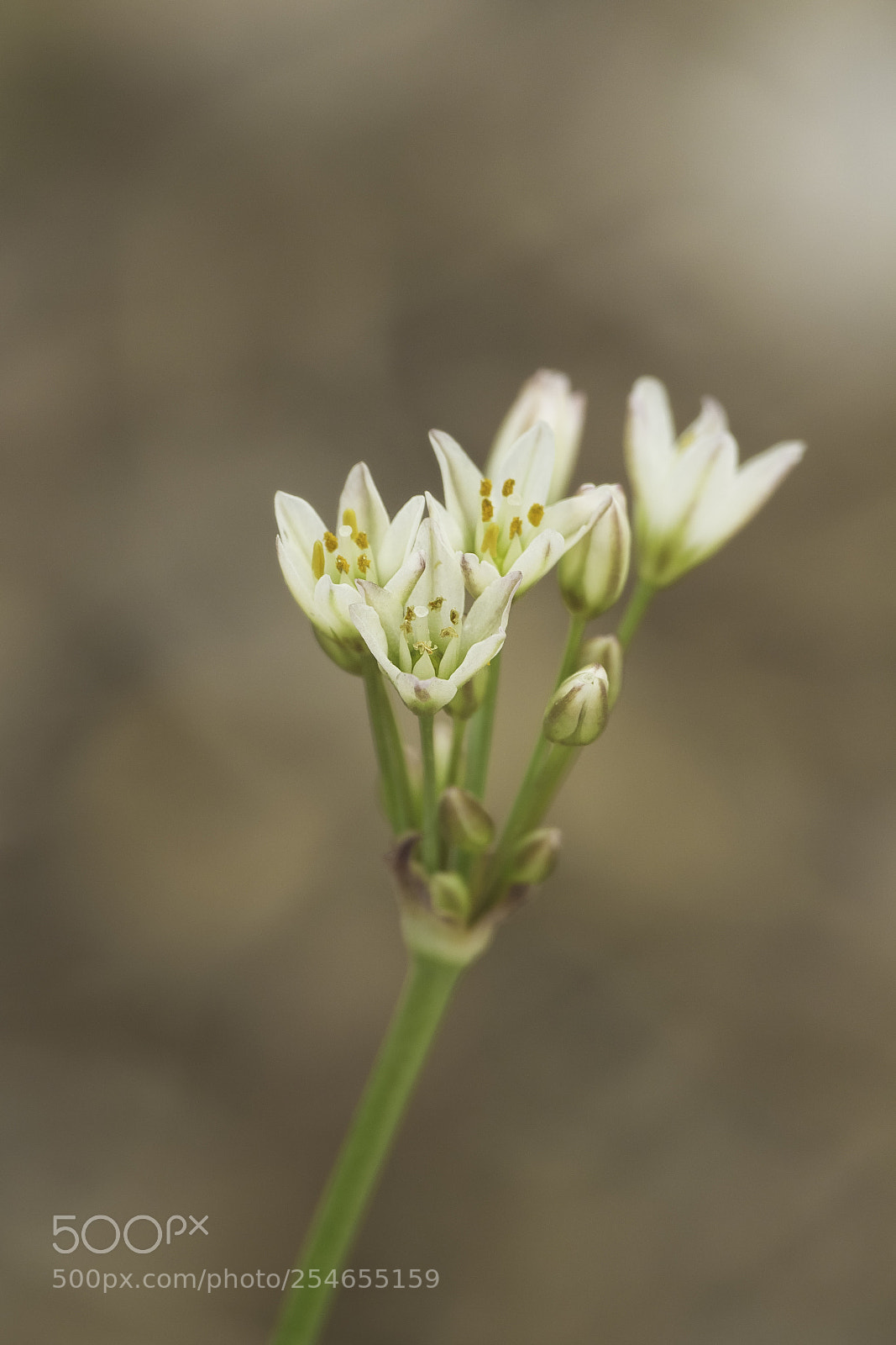 Canon EOS 700D (EOS Rebel T5i / EOS Kiss X7i) sample photo. Unknown flower photography