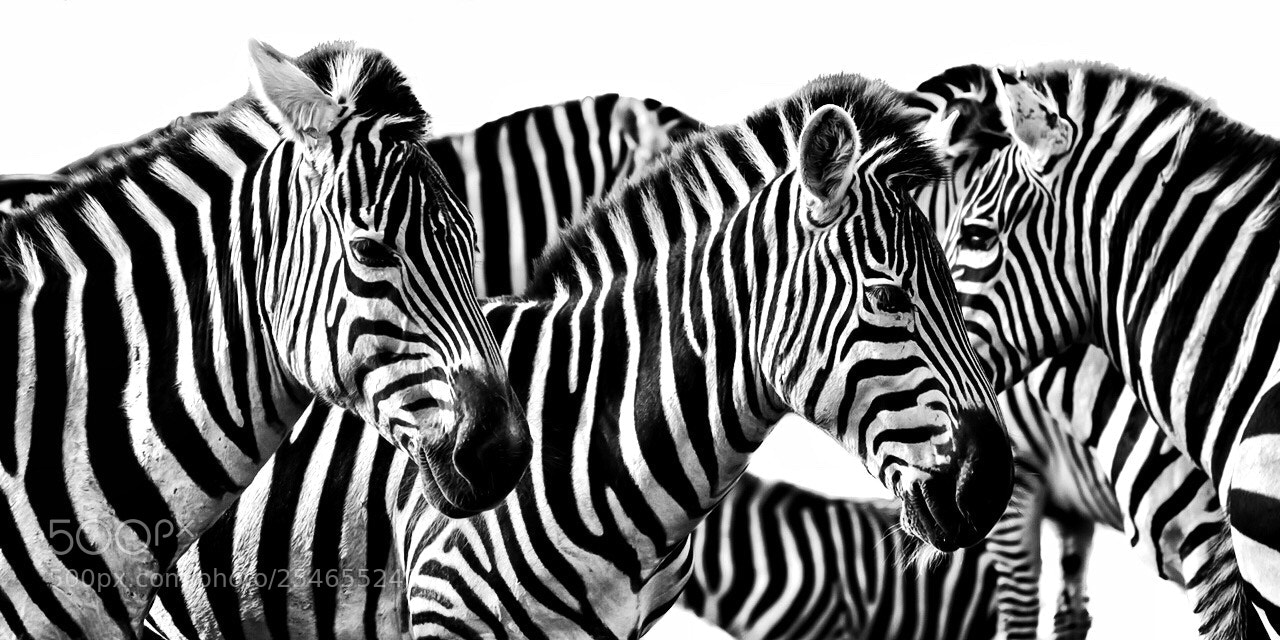 Nikon D5000 sample photo. Zebra photography
