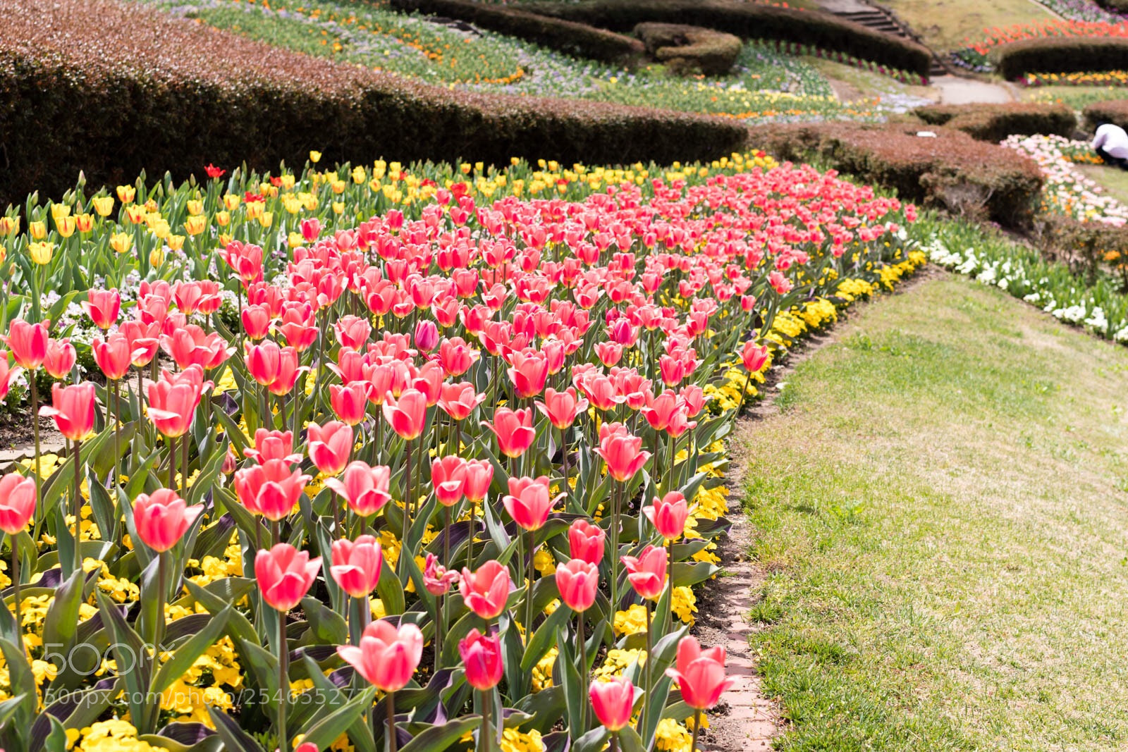 Pentax K-70 sample photo. Spring beauty photography