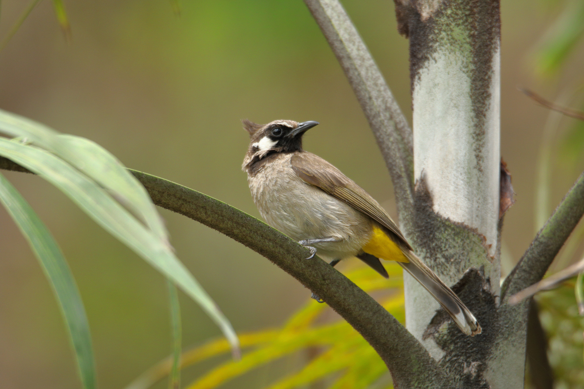 Canon EOS 70D + Canon EF 100-400mm F4.5-5.6L IS II USM sample photo. Himalayan bulbul photography