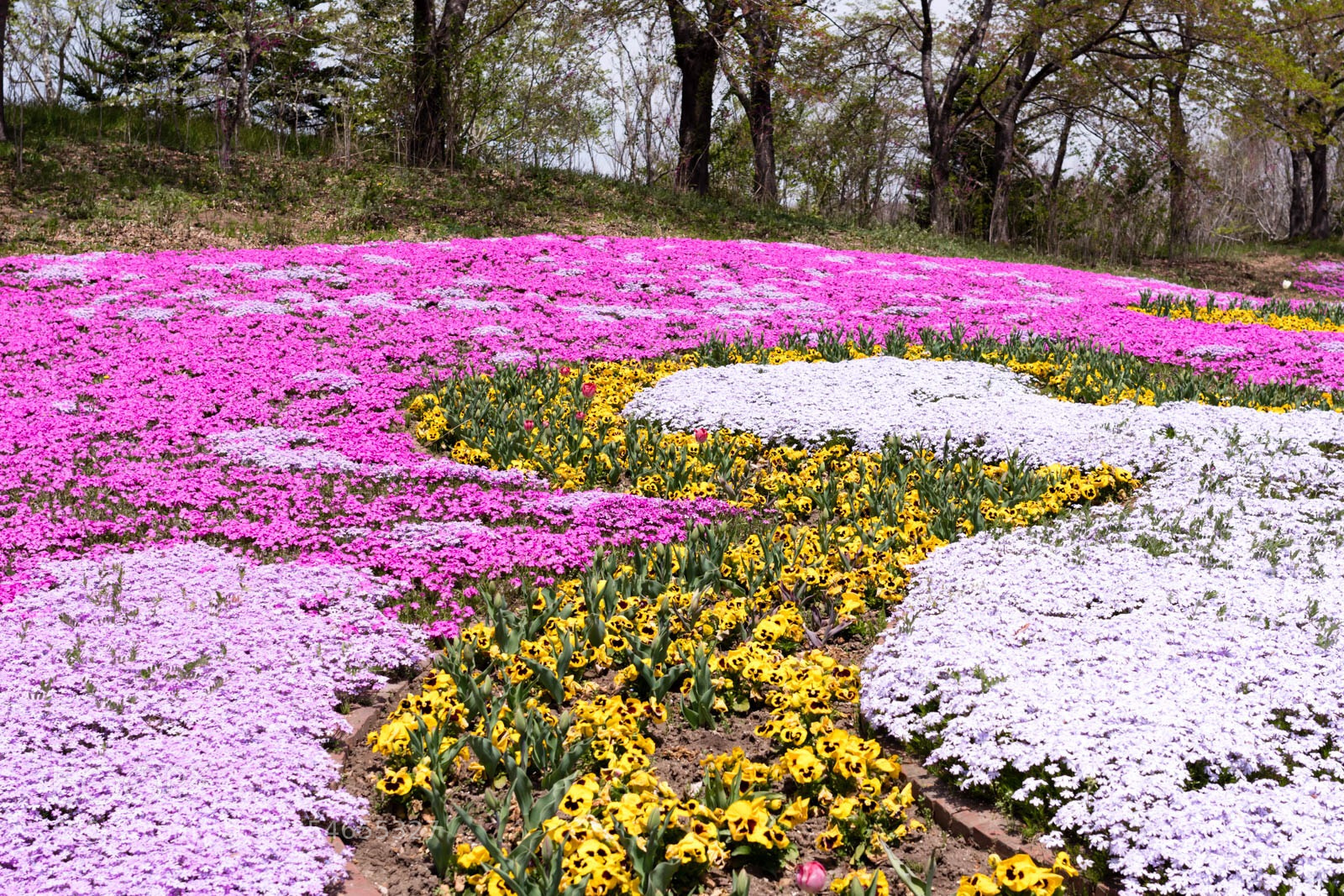 Pentax K-70 sample photo. Spring beauty photography