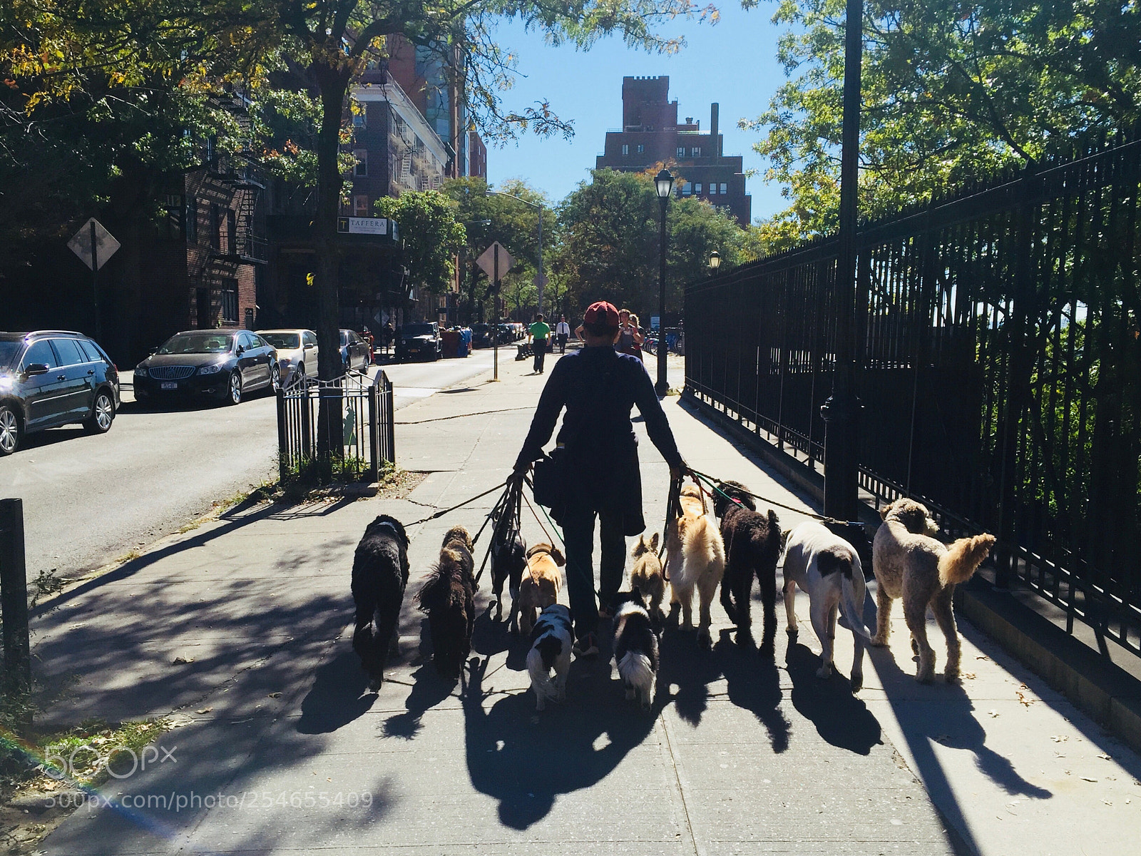 Apple iPhone 6 sample photo. Dog mama photography
