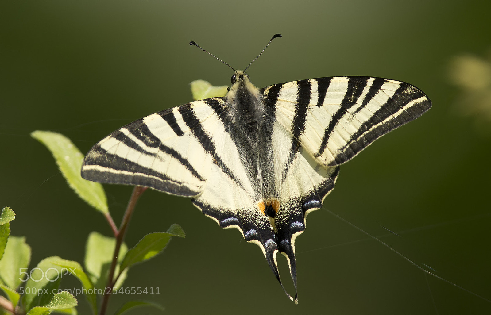 Canon EOS-1D X sample photo. Scarce swallowtail (iphiclides podalirius) photography