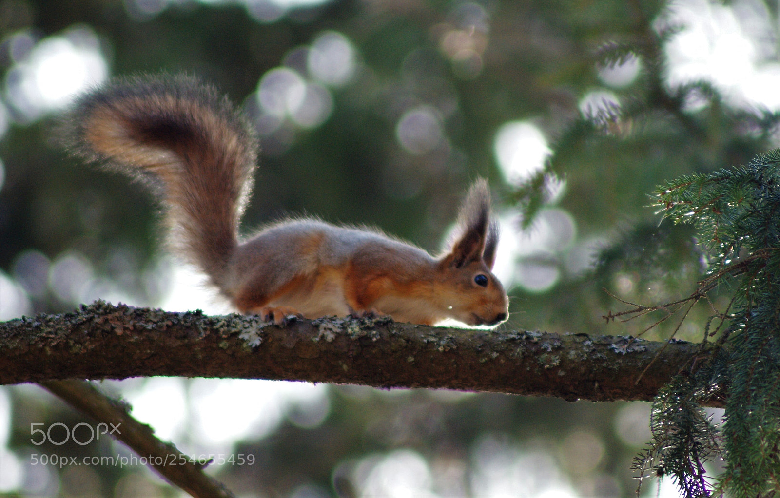 Sony Alpha DSLR-A350 sample photo. Furry tail 2 photography