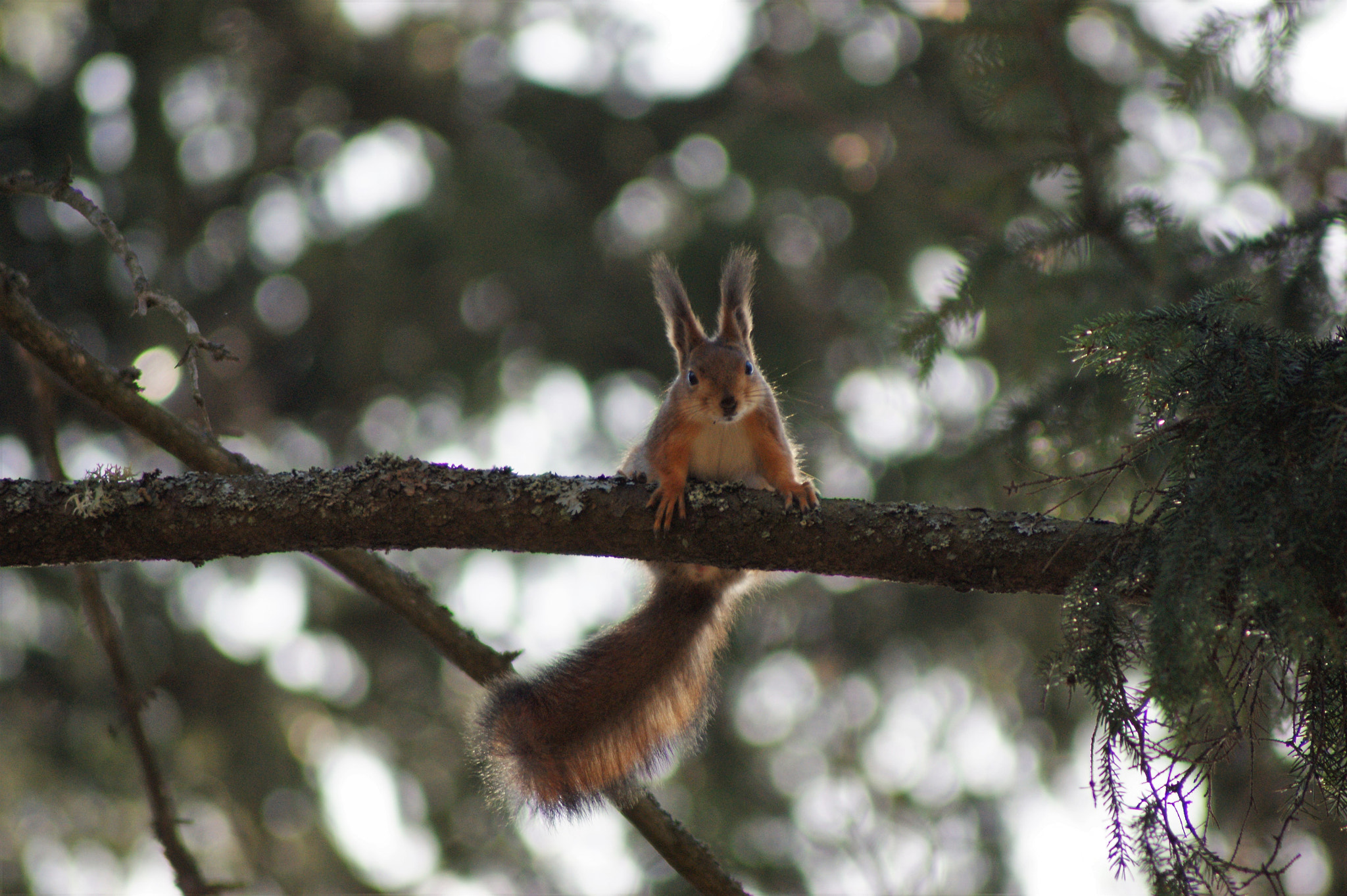 Sony Alpha DSLR-A350 + Tamron Lens (255) sample photo. Furry tail 1 photography