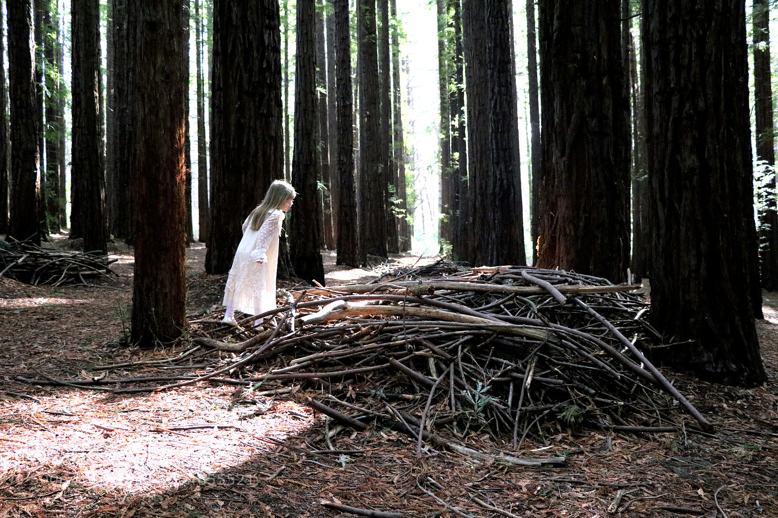 Canon EOS 80D sample photo. Mysterious forest photography