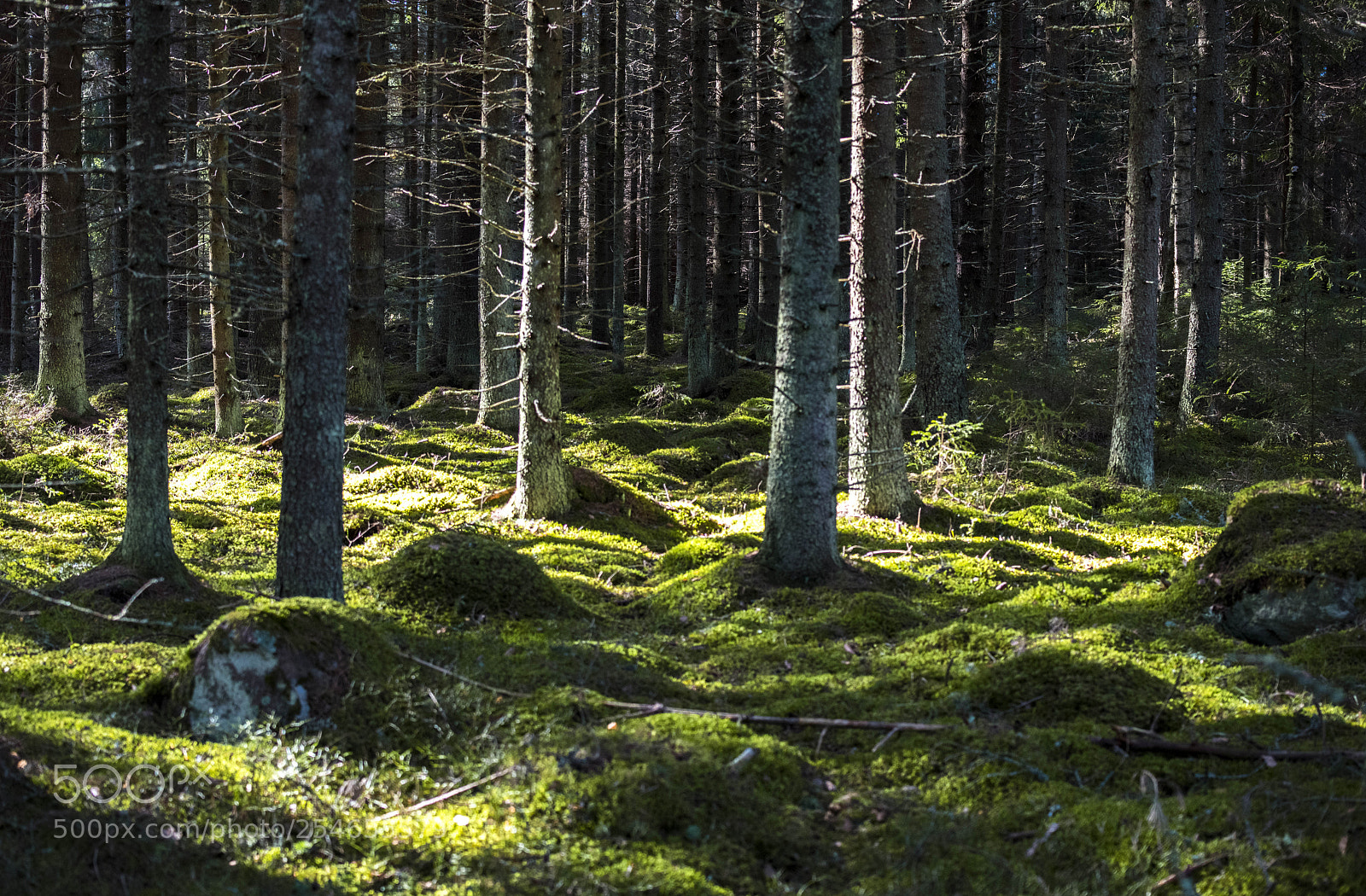 Nikon D850 sample photo. Morning in the woods photography