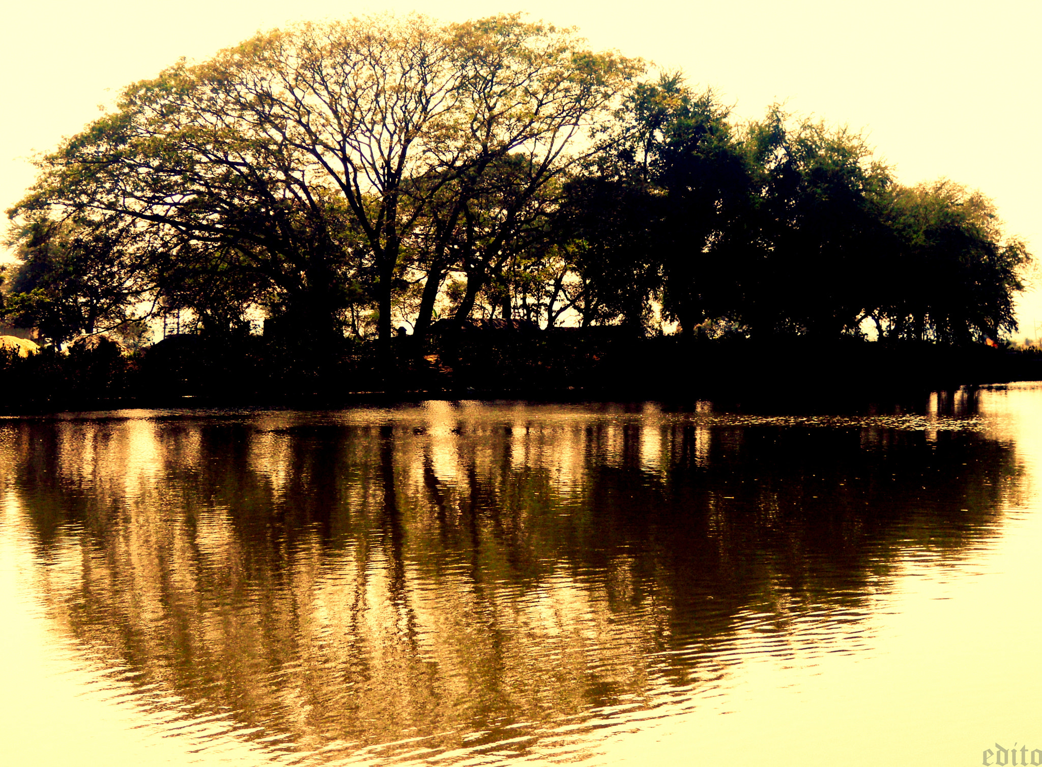 Nikon Coolpix S570 sample photo. || reflection of d tree || photography