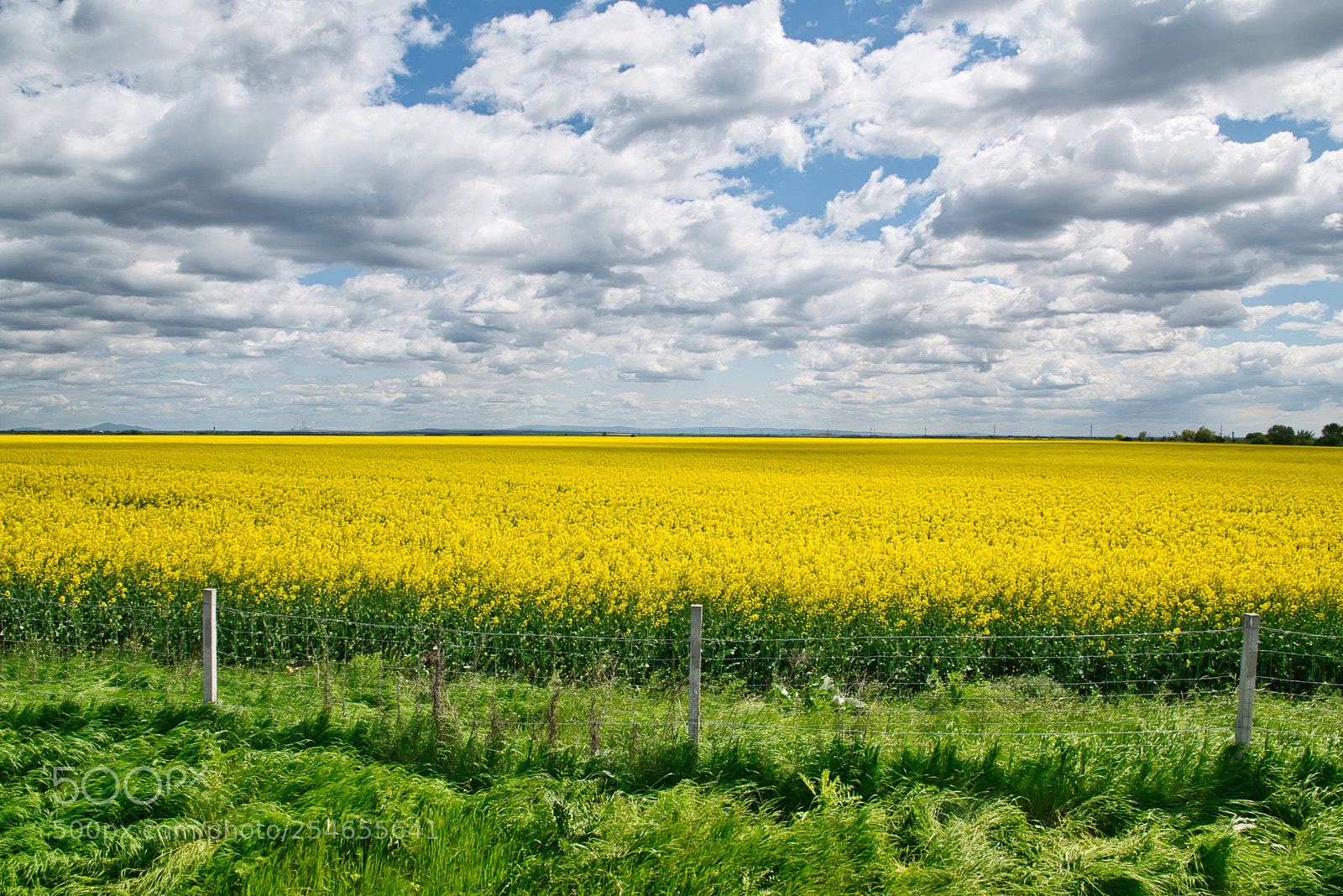 Nikon D5600 sample photo. A beautiful farm field photography