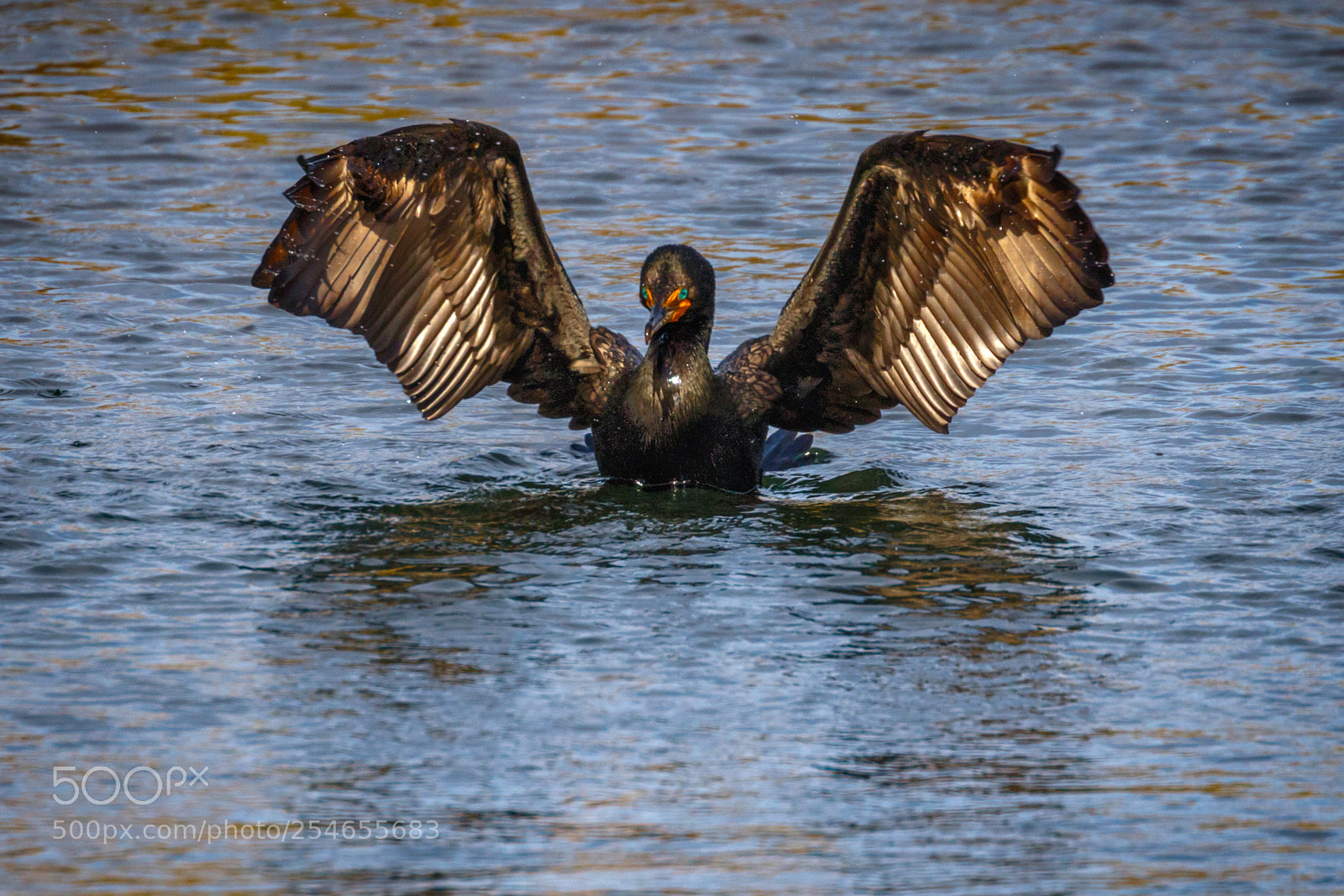 Canon EOS 7D Mark II sample photo. Flap photography