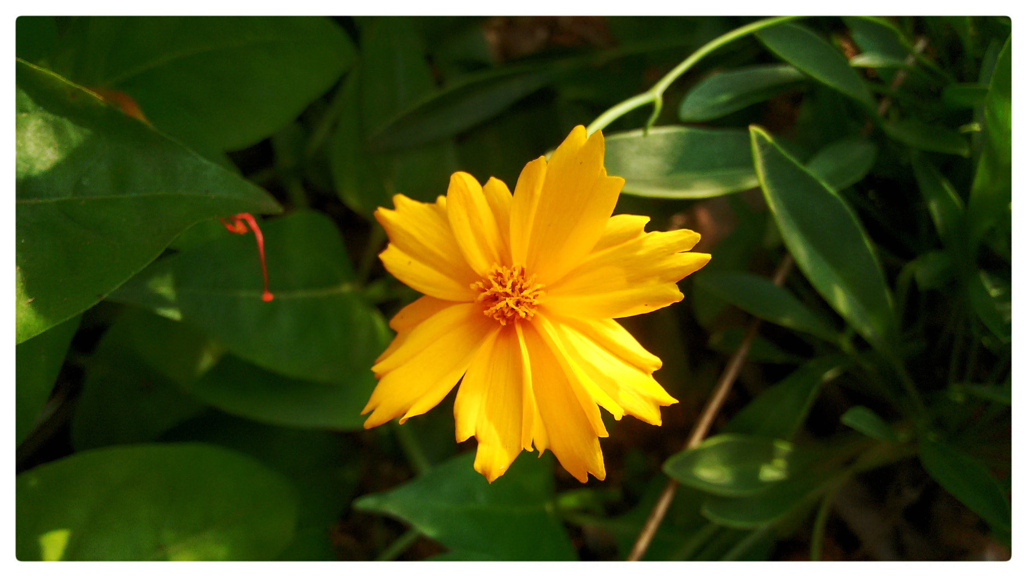 Motorola Moto G (2nd Gen) sample photo. Yellow girl photography