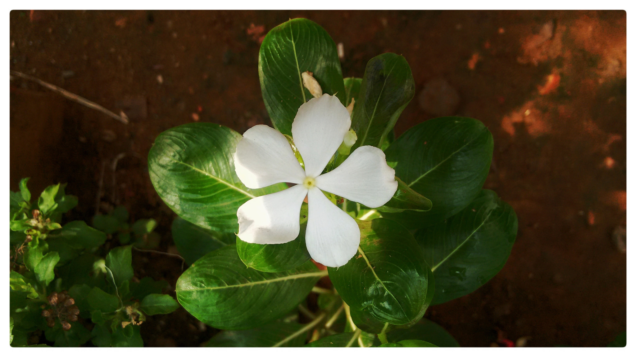 Motorola Moto G (2nd Gen) sample photo. White girl photography