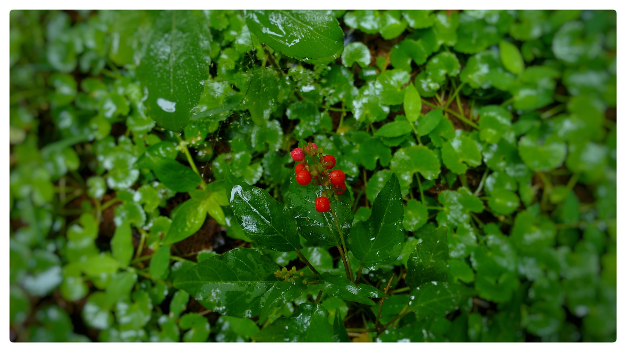 Motorola Moto G (2nd Gen) sample photo. Green land photography