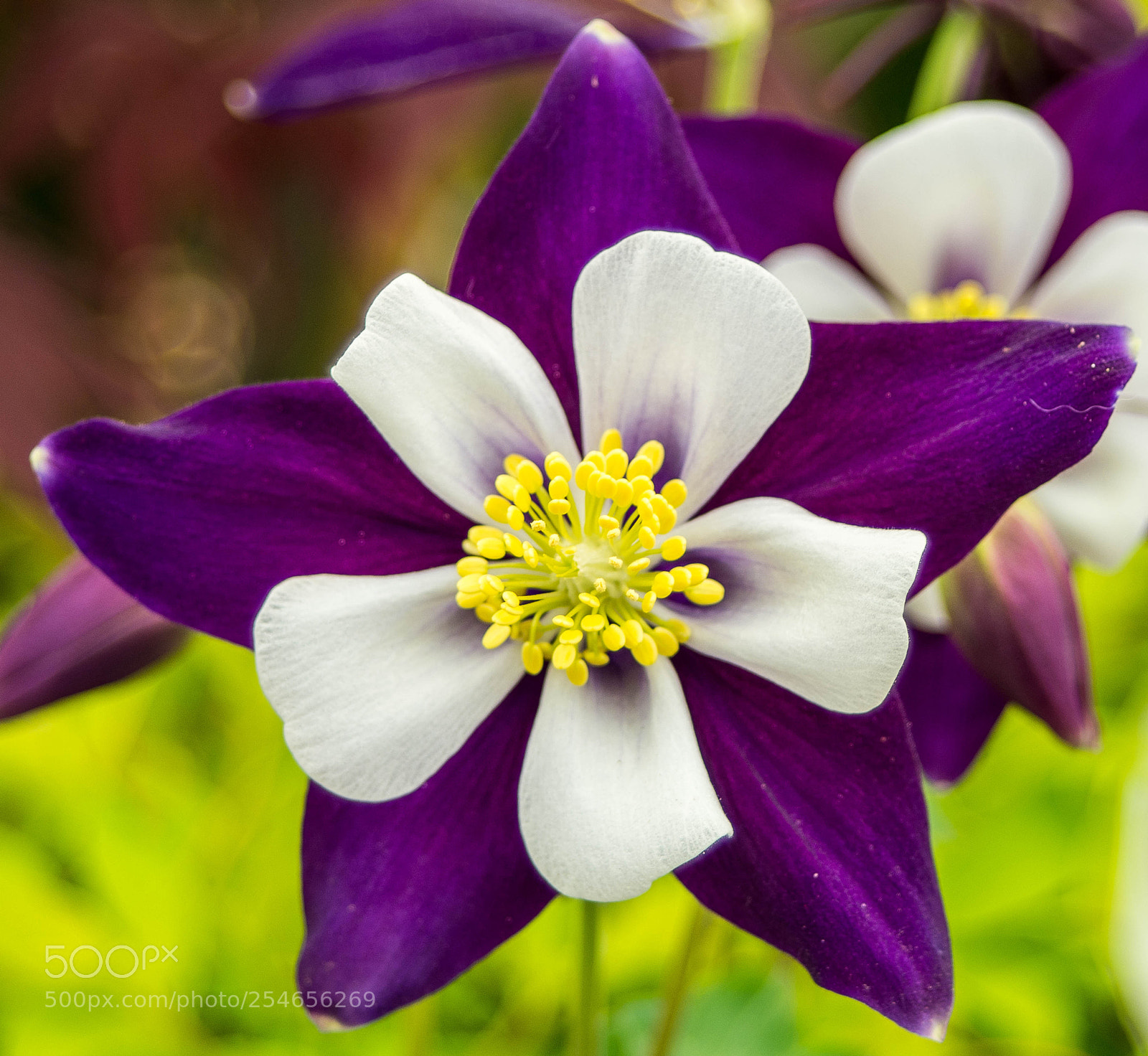 Nikon D7100 sample photo. Untitled photography