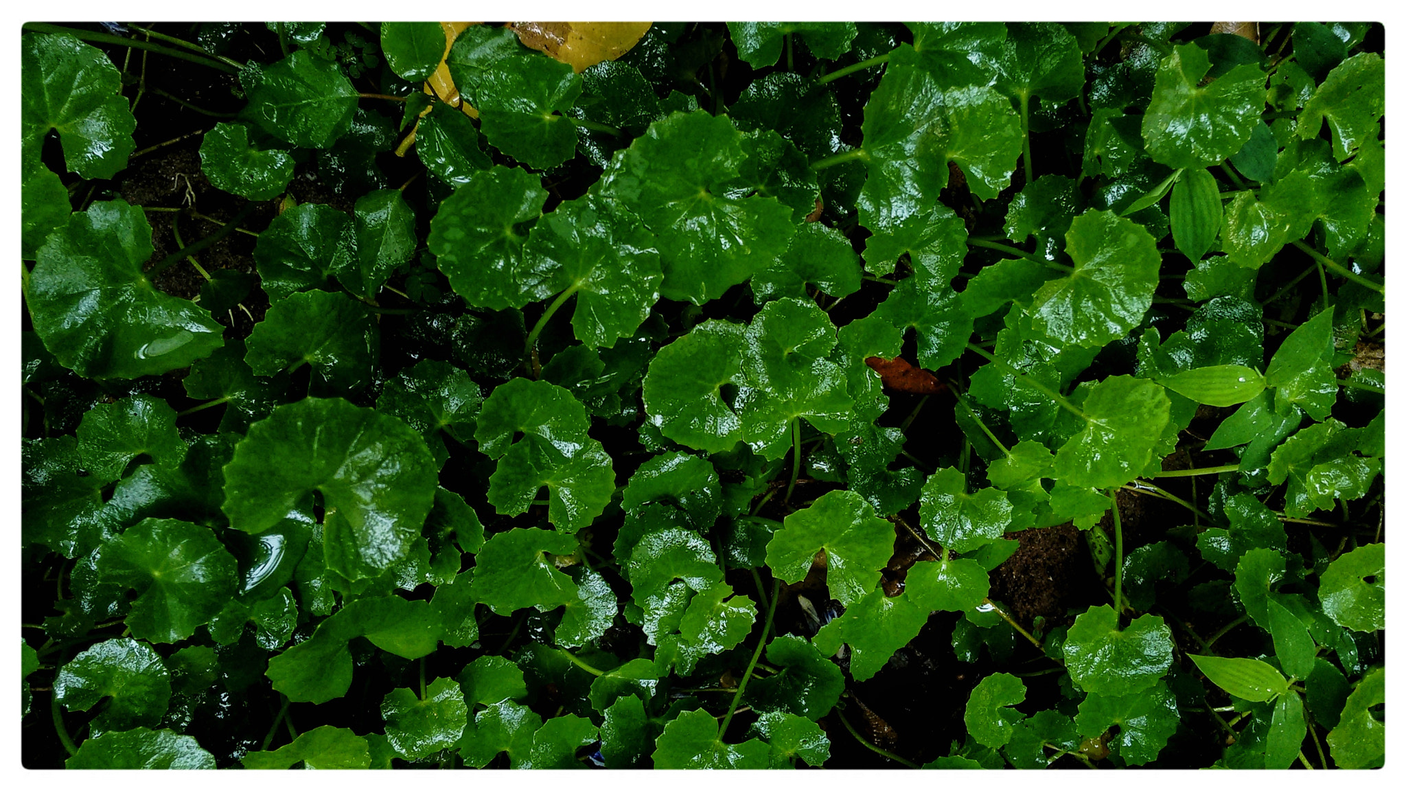 Motorola Moto G (2nd Gen) sample photo. Leafs photography