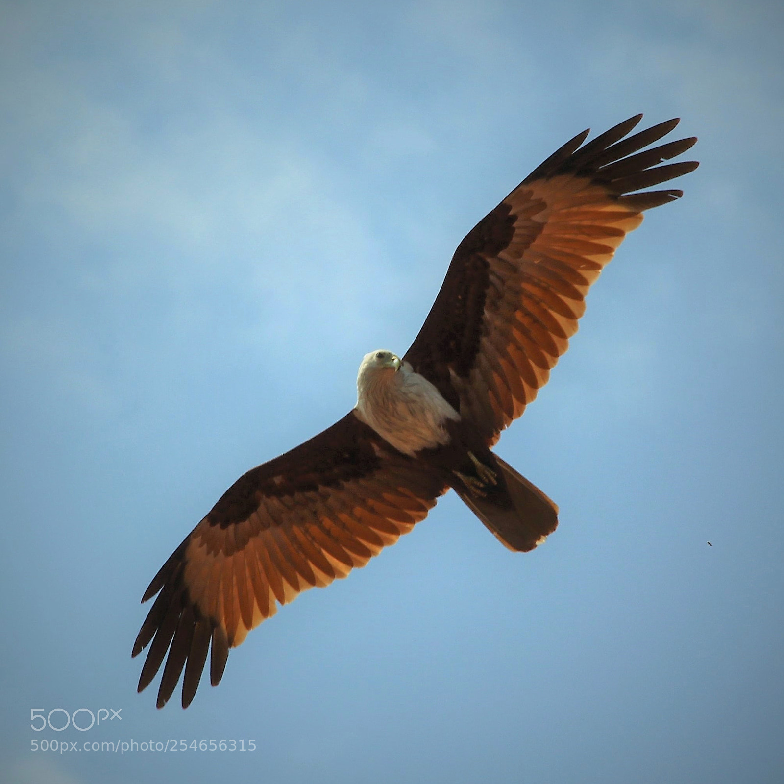Canon EOS 60D sample photo. Take flight photography