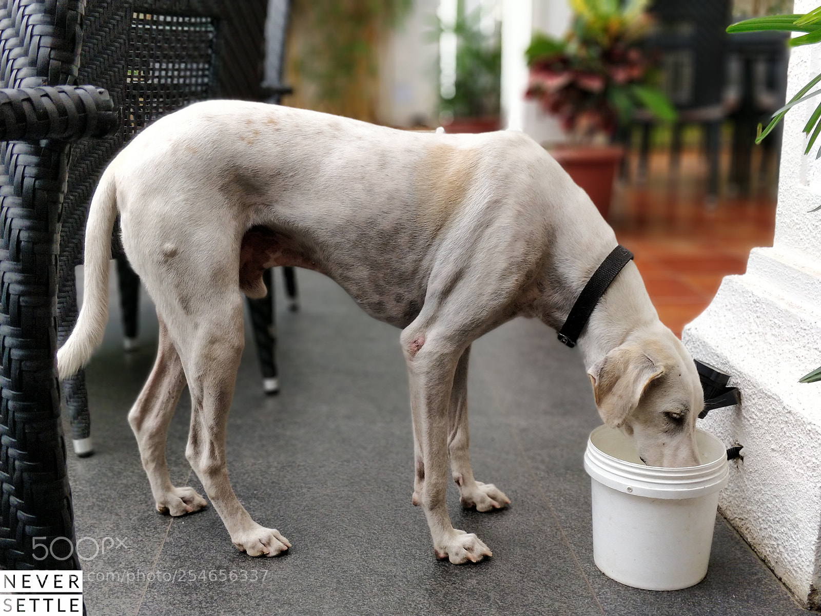 OnePlus 5 sample photo. Doggo photography