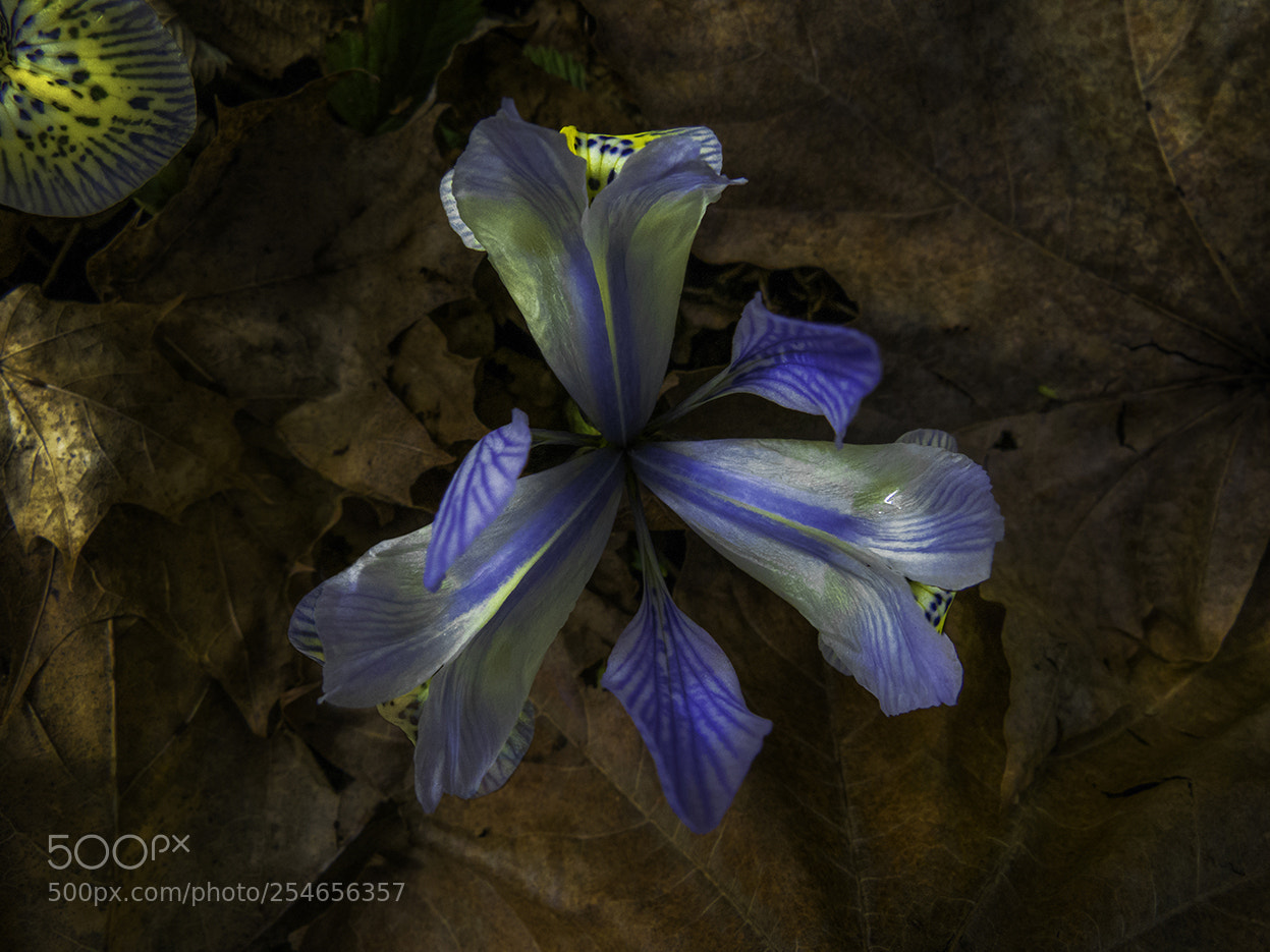 Panasonic Lumix DMC-FZ100 sample photo. Iris reticulata alida photography