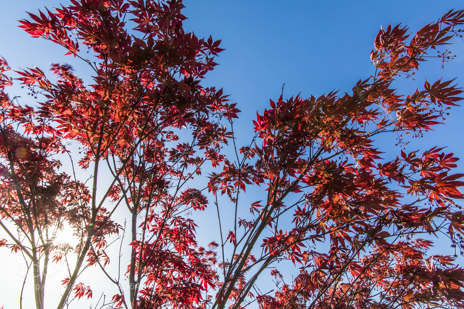 Canon EOS 5D Mark IV sample photo. Red maple photography