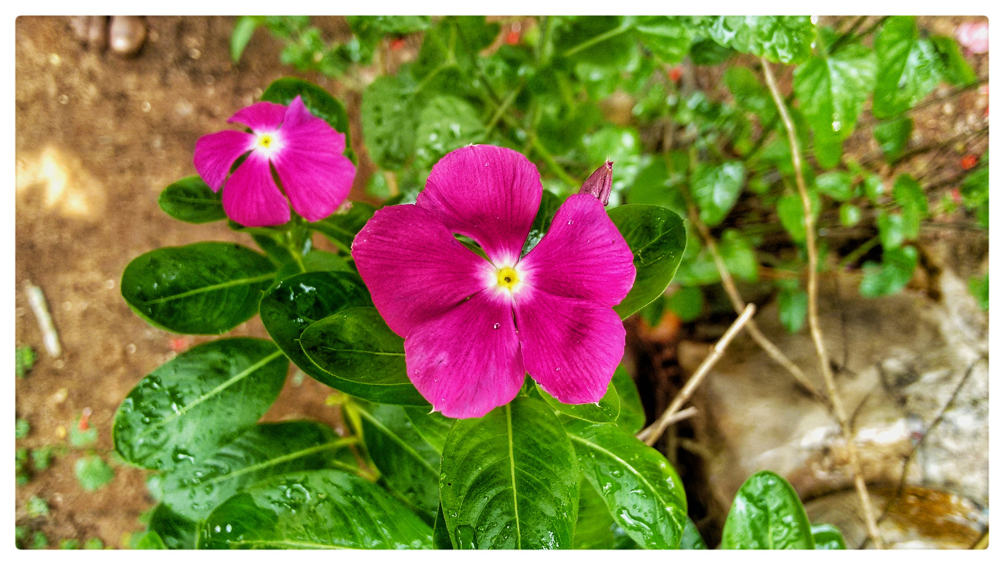 Motorola Moto G (2nd Gen) sample photo. Flower photography