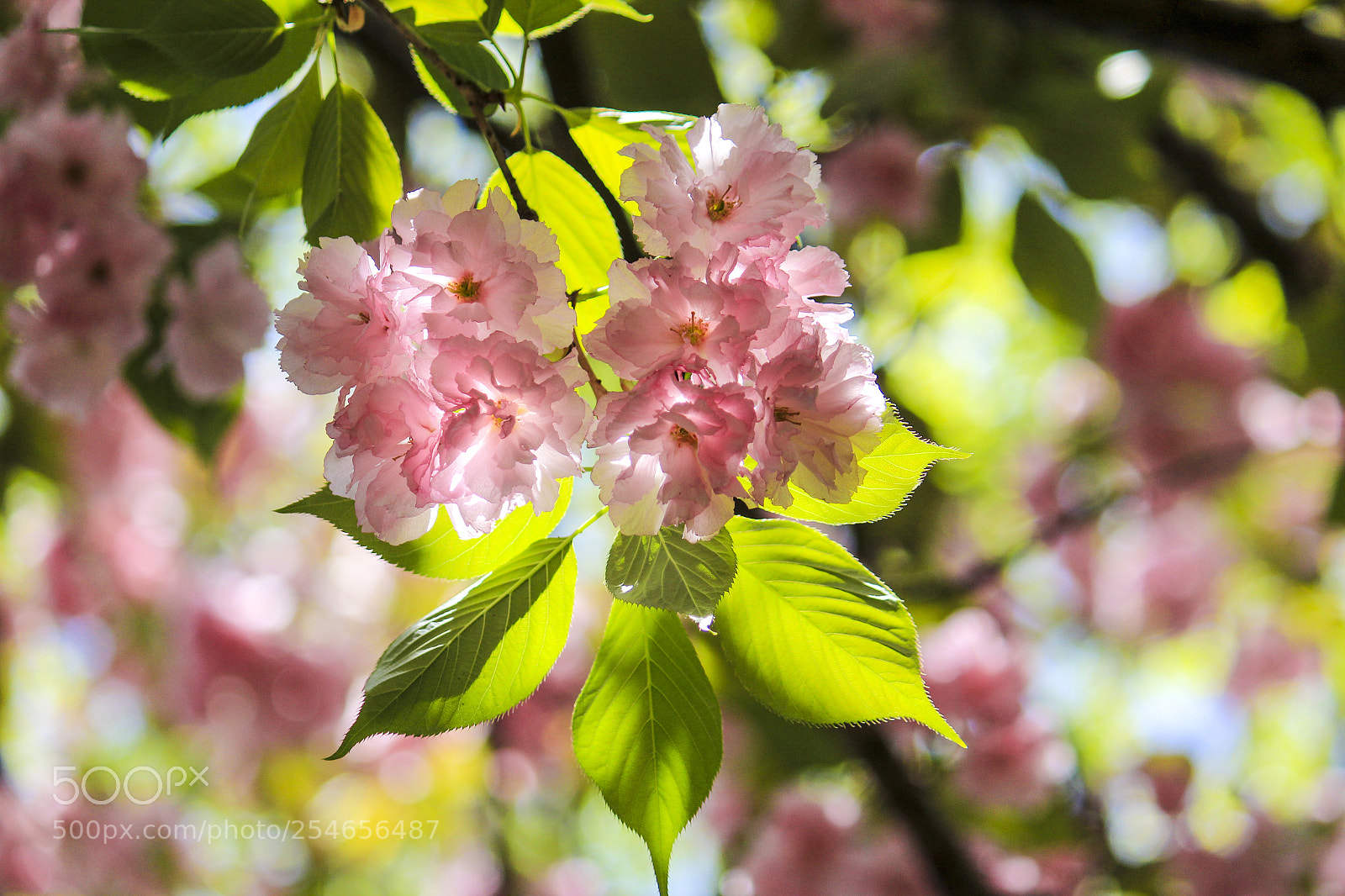 Canon EOS 600D (Rebel EOS T3i / EOS Kiss X5) sample photo. Crystal sakura 1 photography