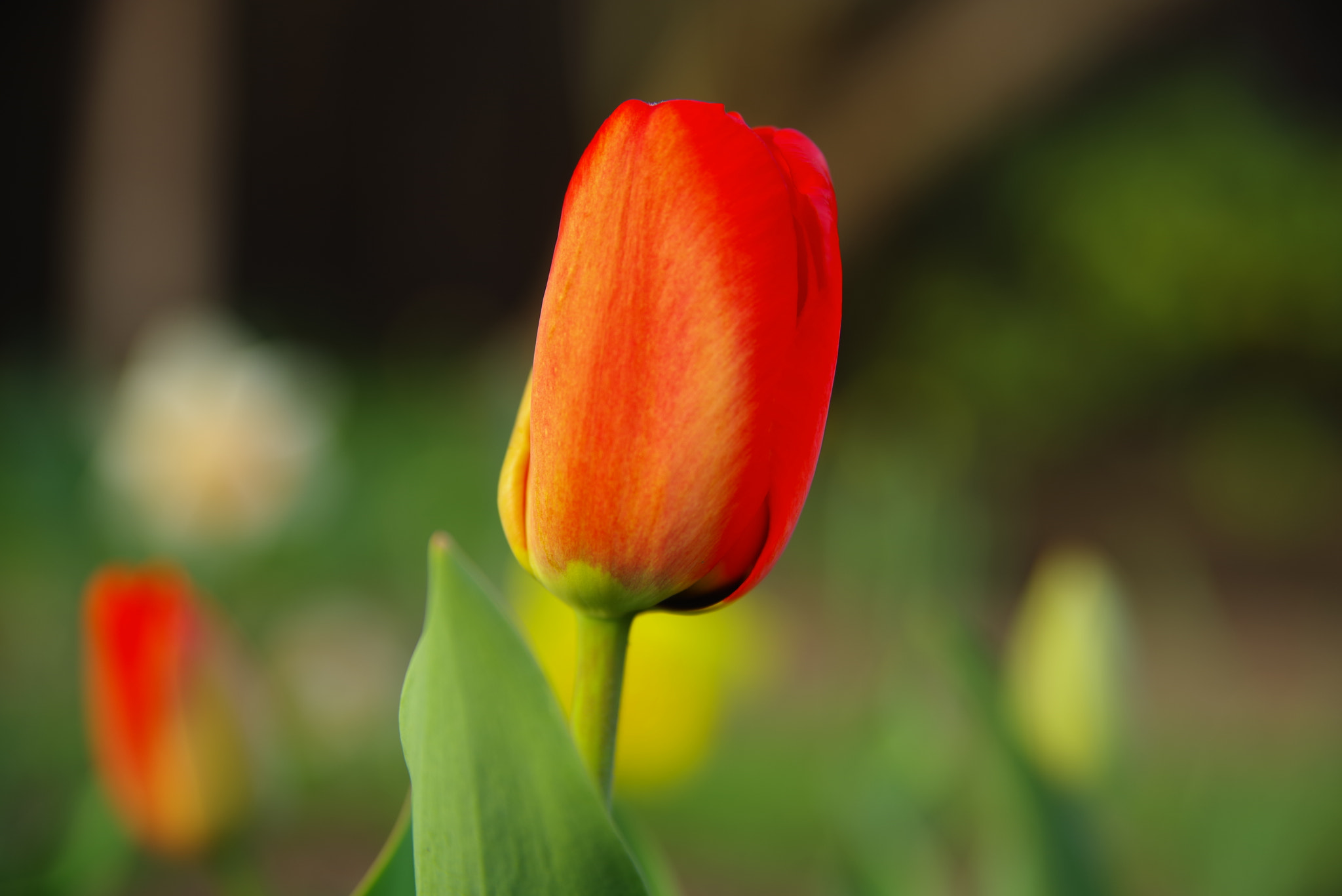 Pentax K-1 sample photo. Tulip photography