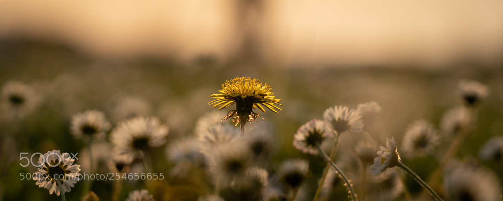 Sony a7 III sample photo. Spring meadow photography