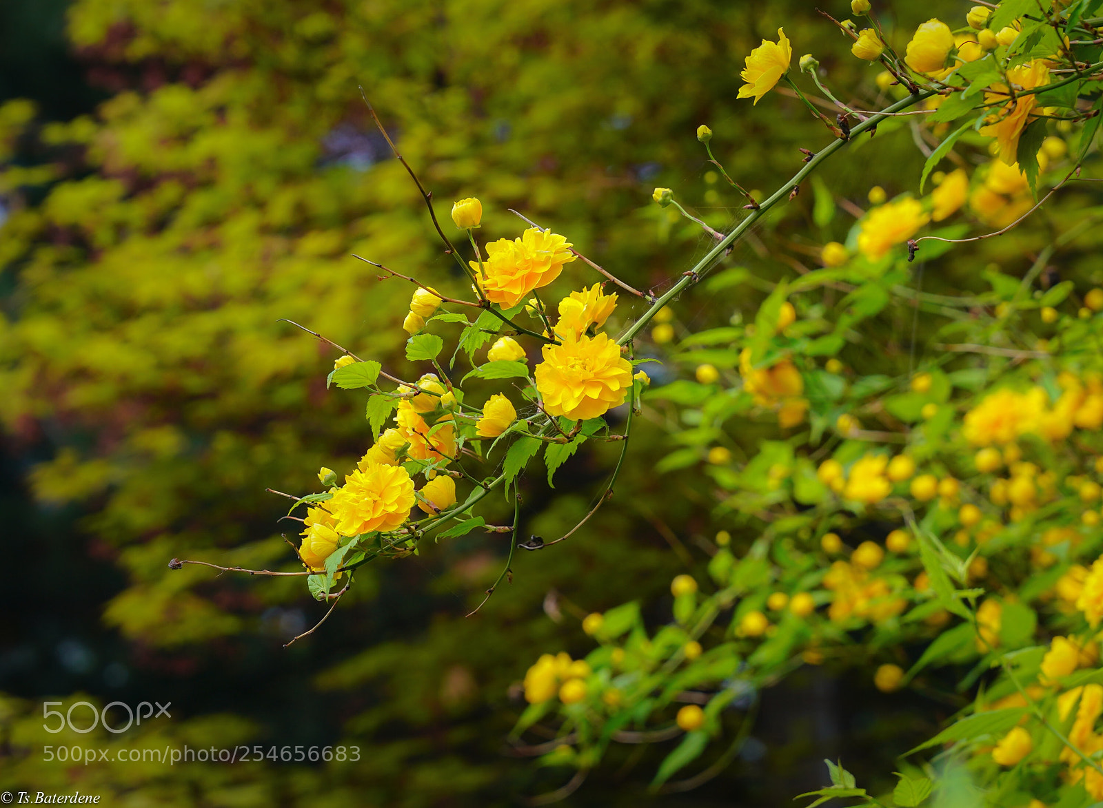 Sony a7R III sample photo. Untitled photography