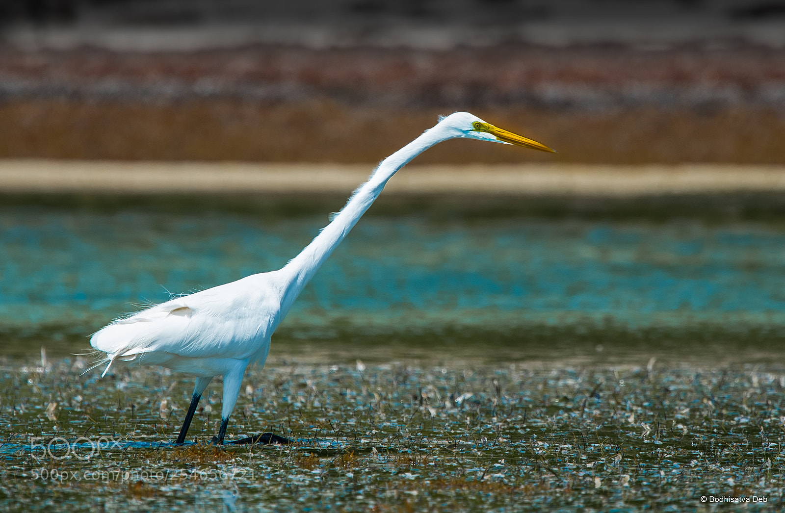 Nikon D750 sample photo. Great egret on the photography