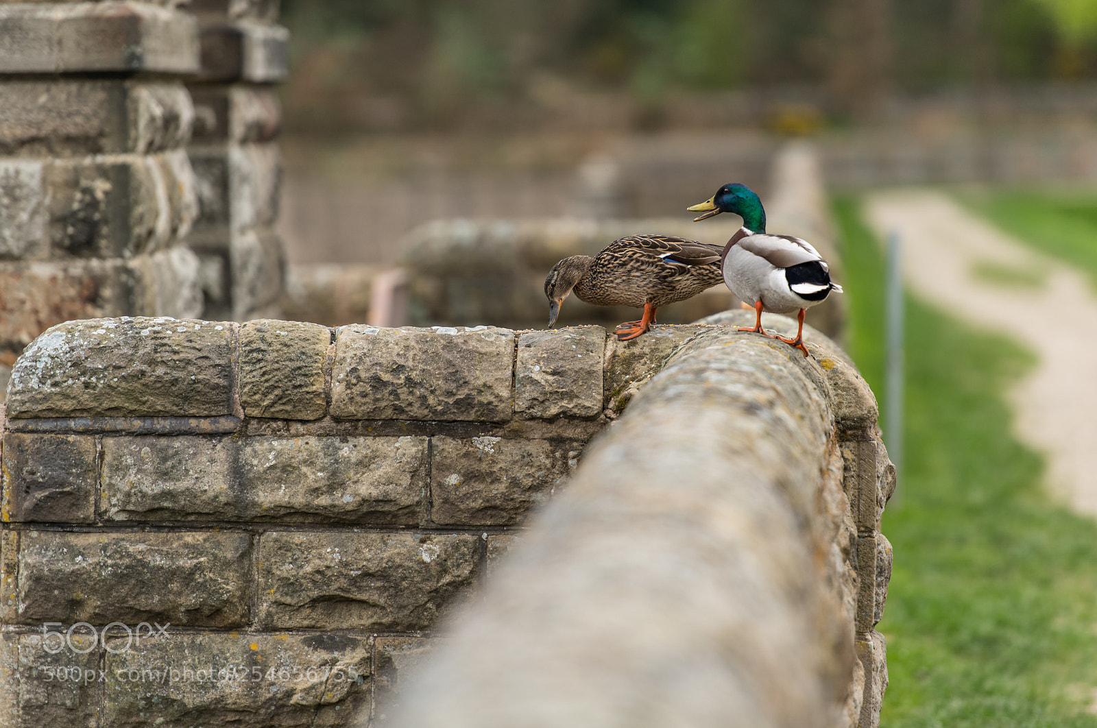 Nikon D850 sample photo. Duck dam photography