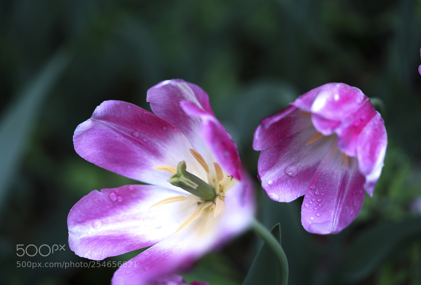 Sony a7R II sample photo. Tulips photography