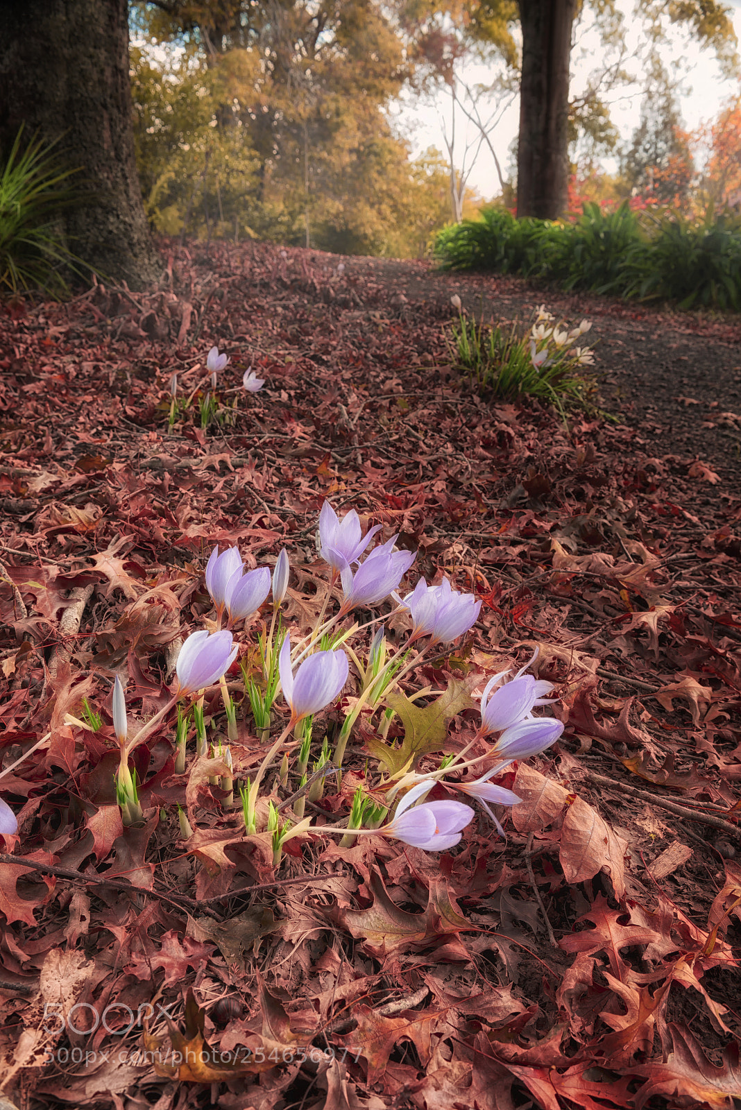 Nikon D800 sample photo. Trail - ayrlies garden photography