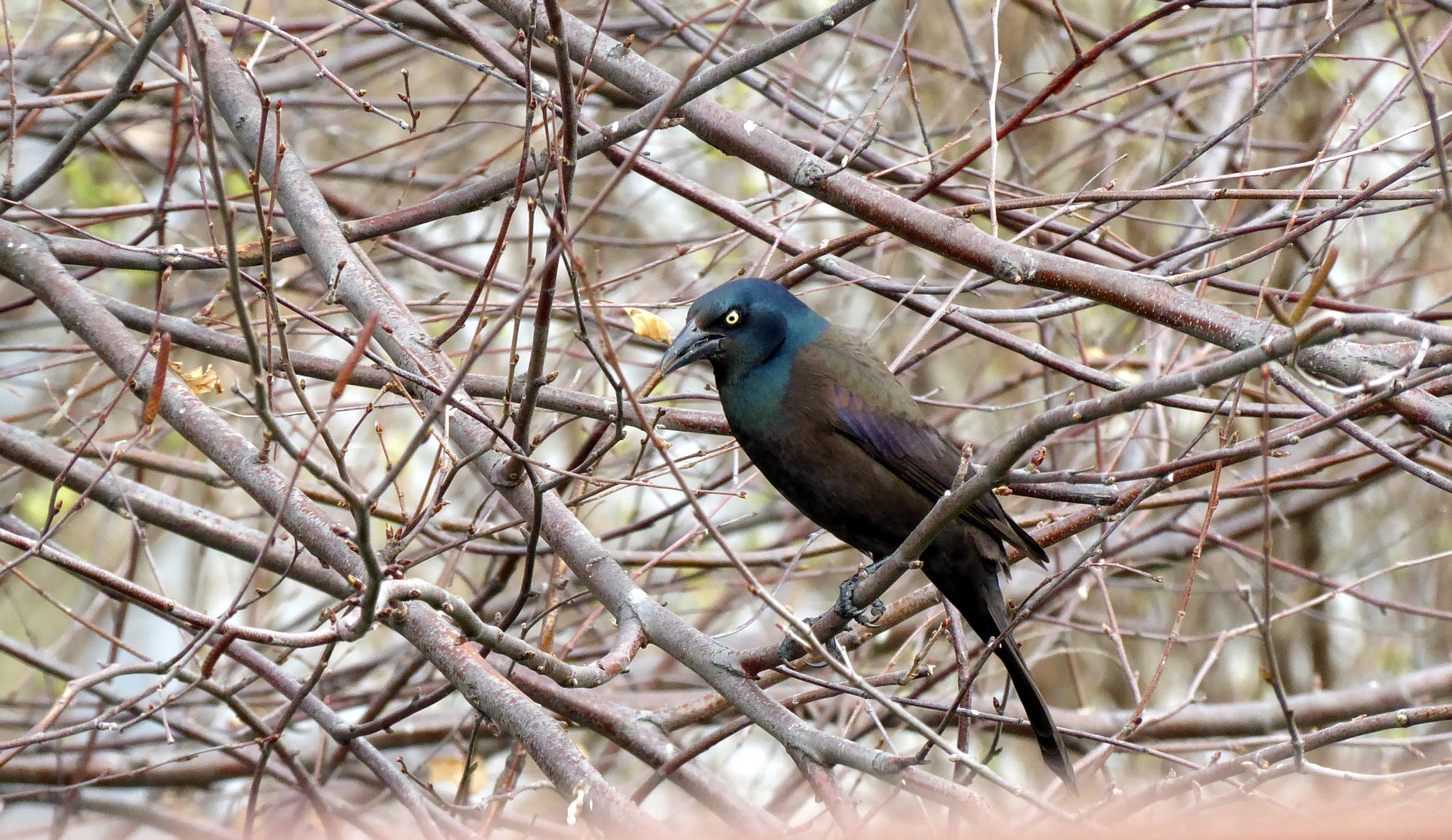 Panasonic Lumix DMC-ZS50 (Lumix DMC-TZ70) sample photo. Grackle photography