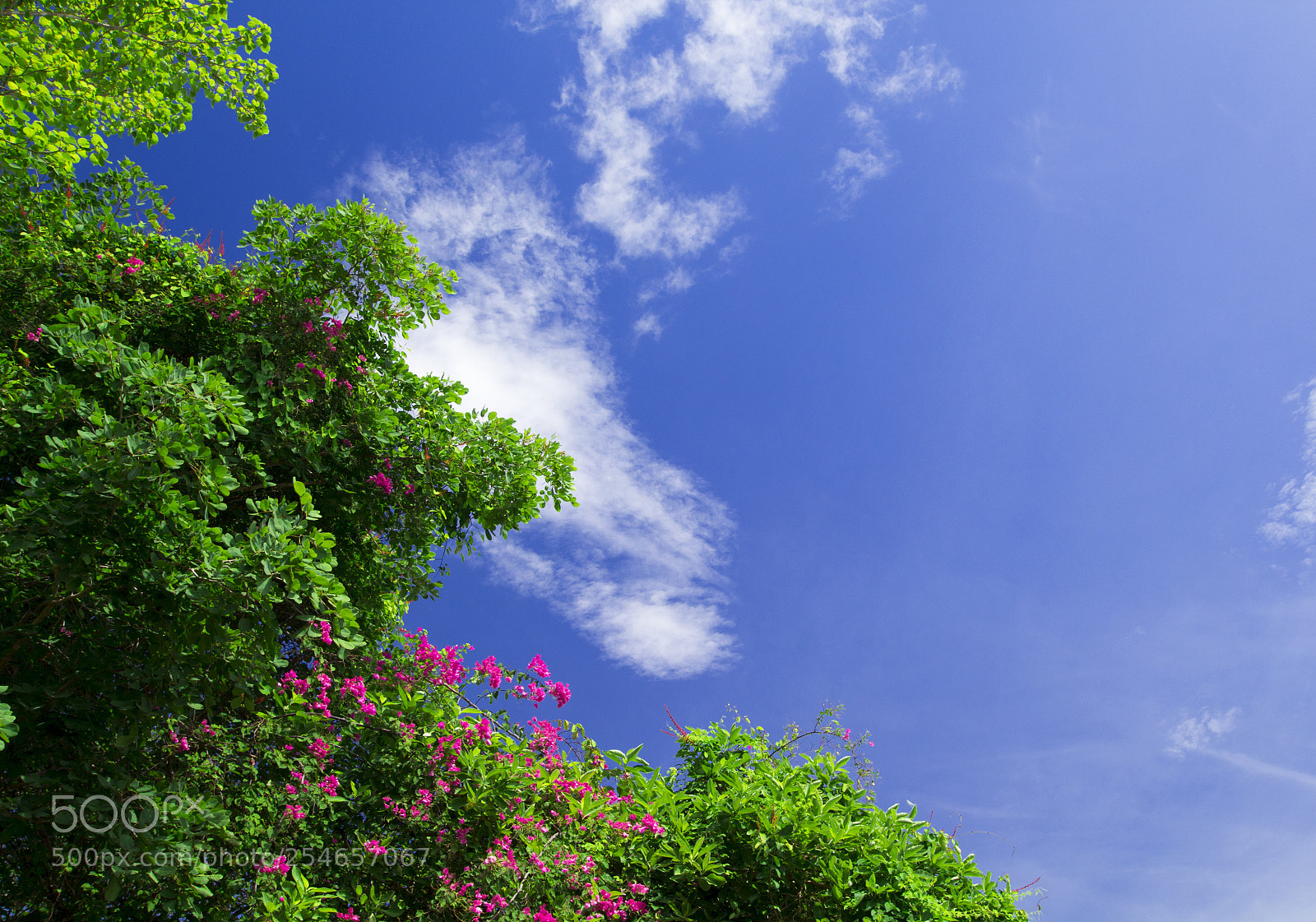 Canon EOS 700D (EOS Rebel T5i / EOS Kiss X7i) sample photo. The image of a photography